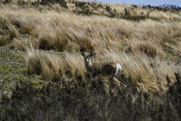 Venado de cola blanca en pajonales protegidos. 