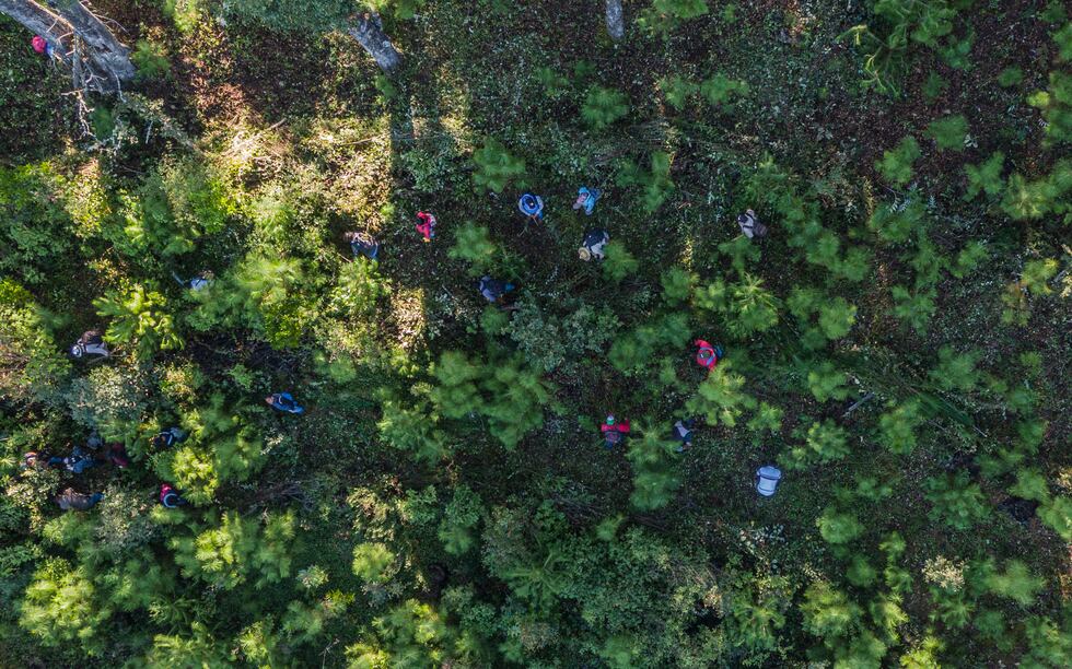 Vista aérea de bosque utilizada para ilustrar la columna.