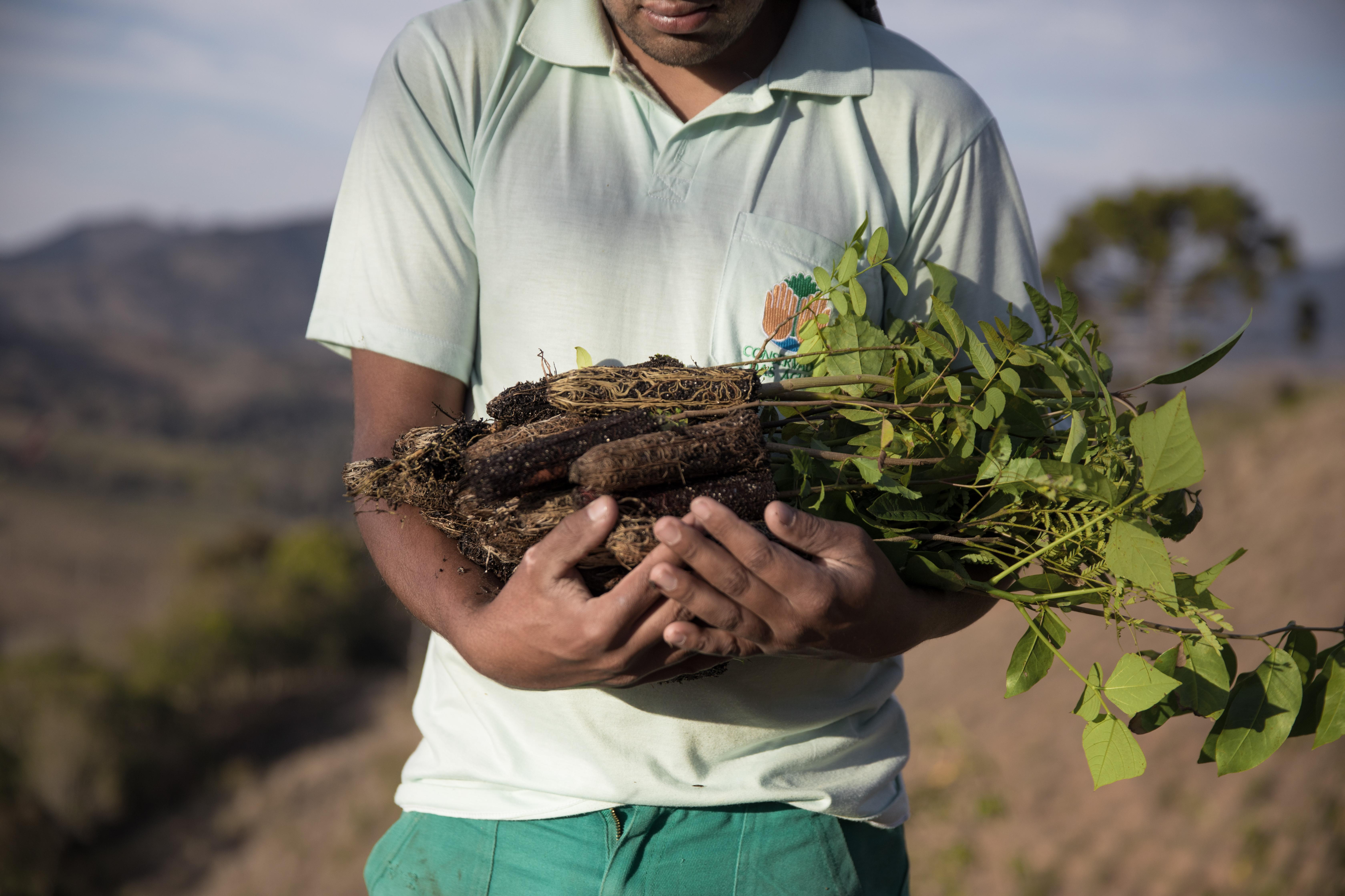 arms hold a bundle of small seedlings.