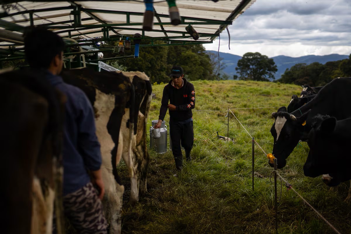 Trabajadores de la Reserva Natural "El Silencio" inician el proceso de lechería semi intensiva. 