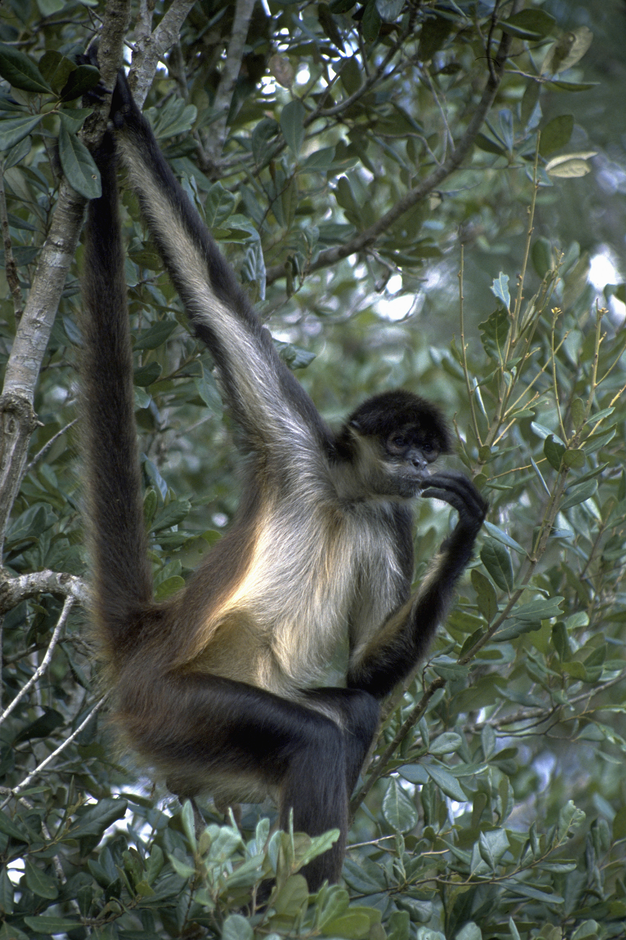 Mono araña en Belice