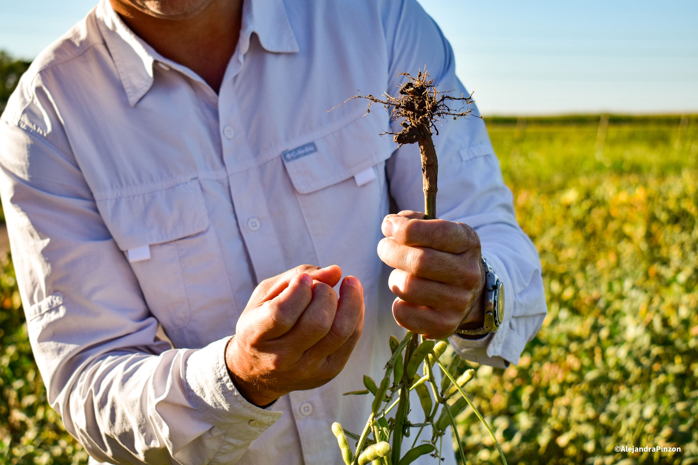 Hombre ilustra agricultura regenerativa con planta en la mano en plantación. 