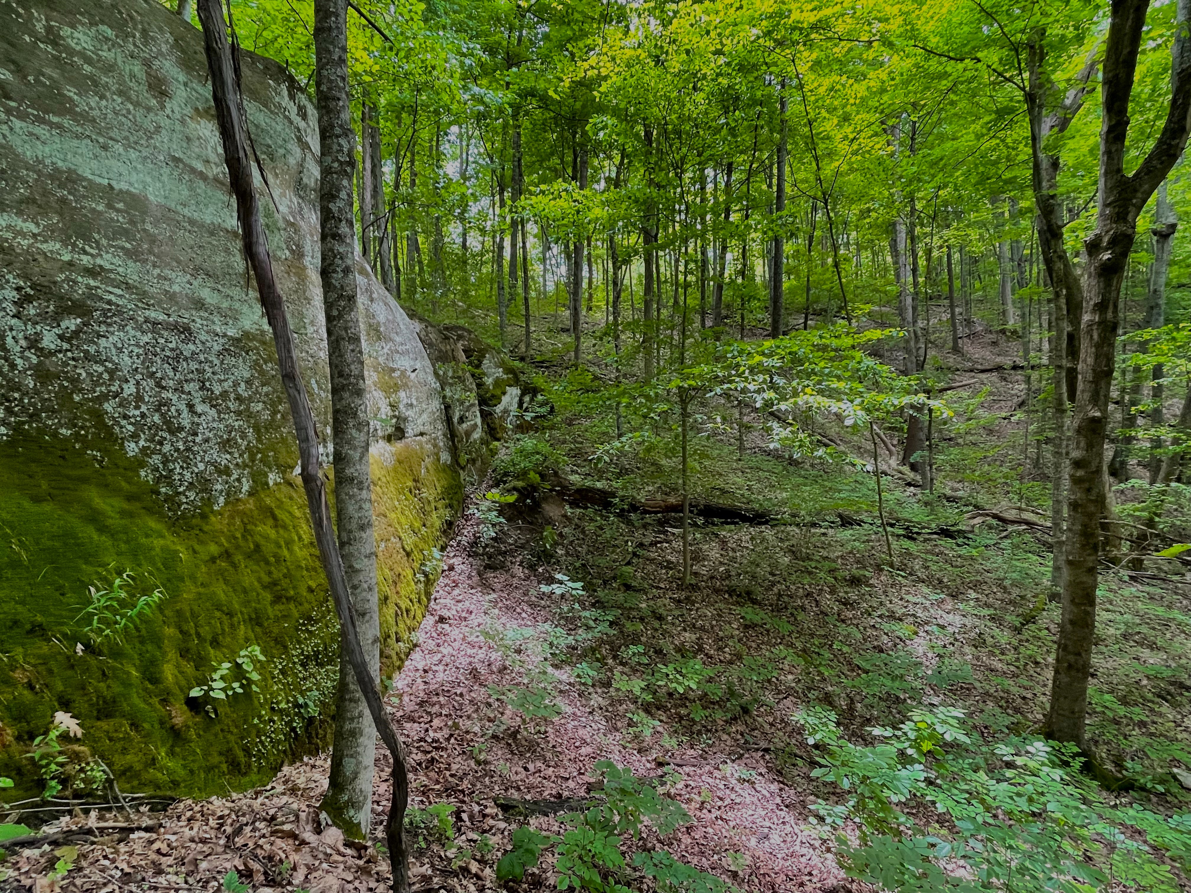 A large rock outcrop surrounded by a green forest. 