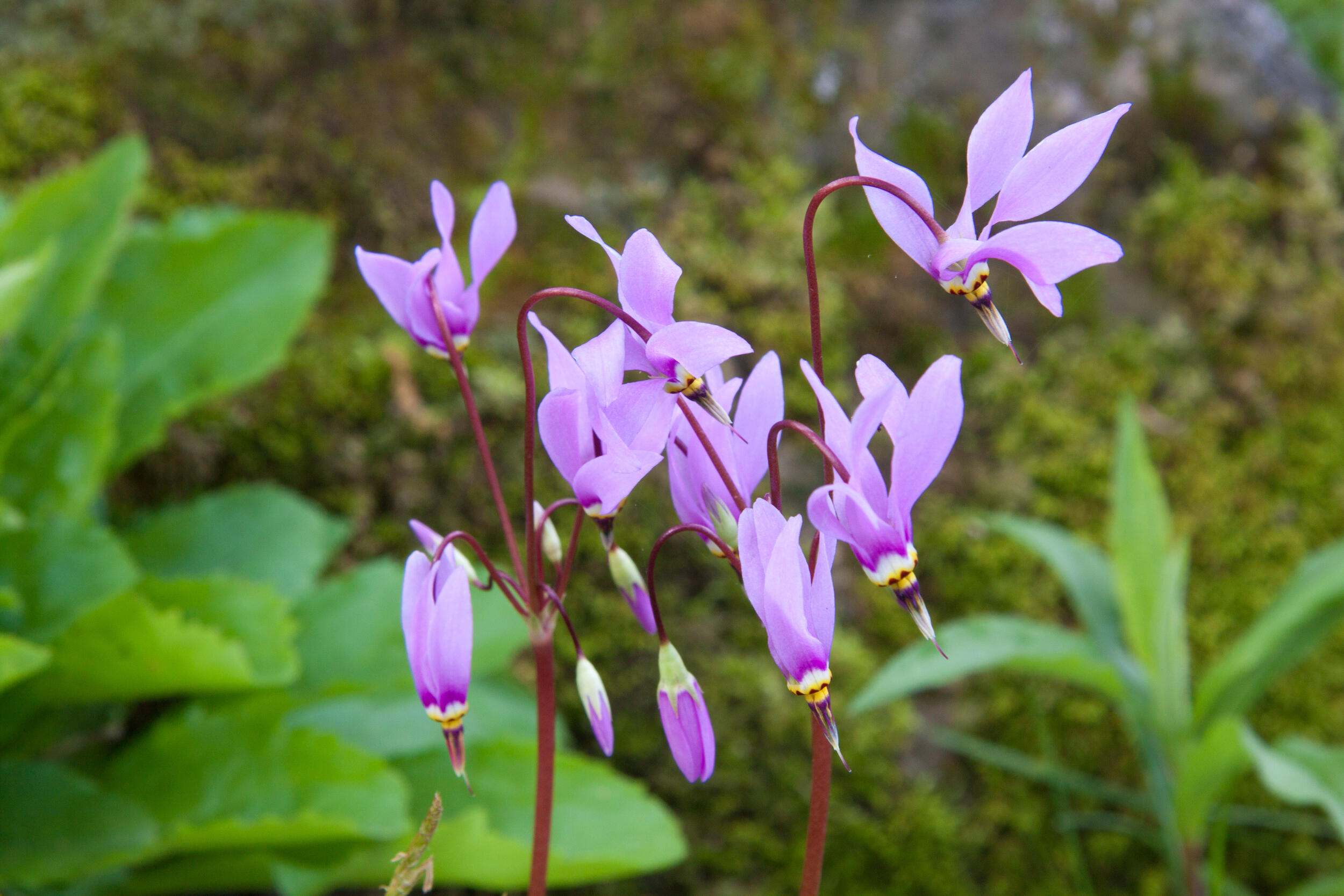 Light purple shooting star flowers among green leaves. 