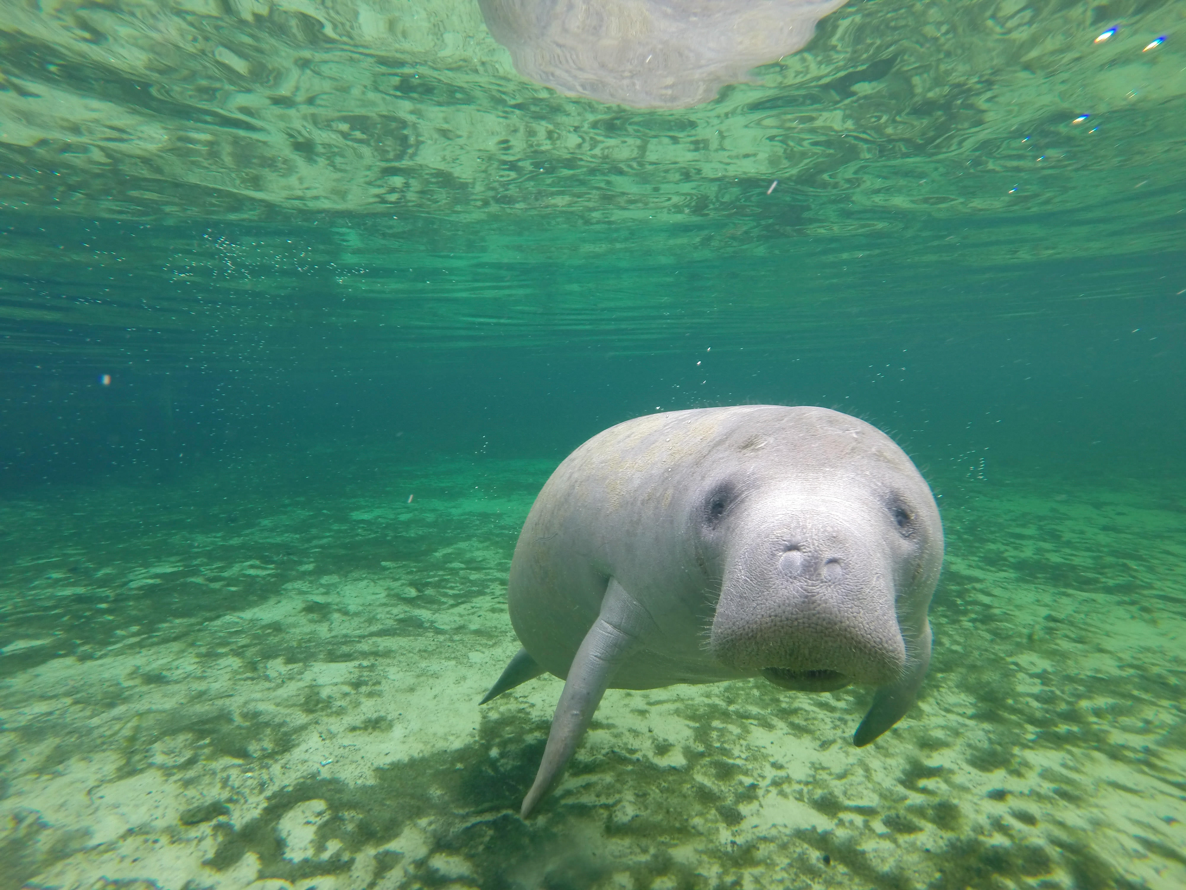 A large gray animal swims under water.