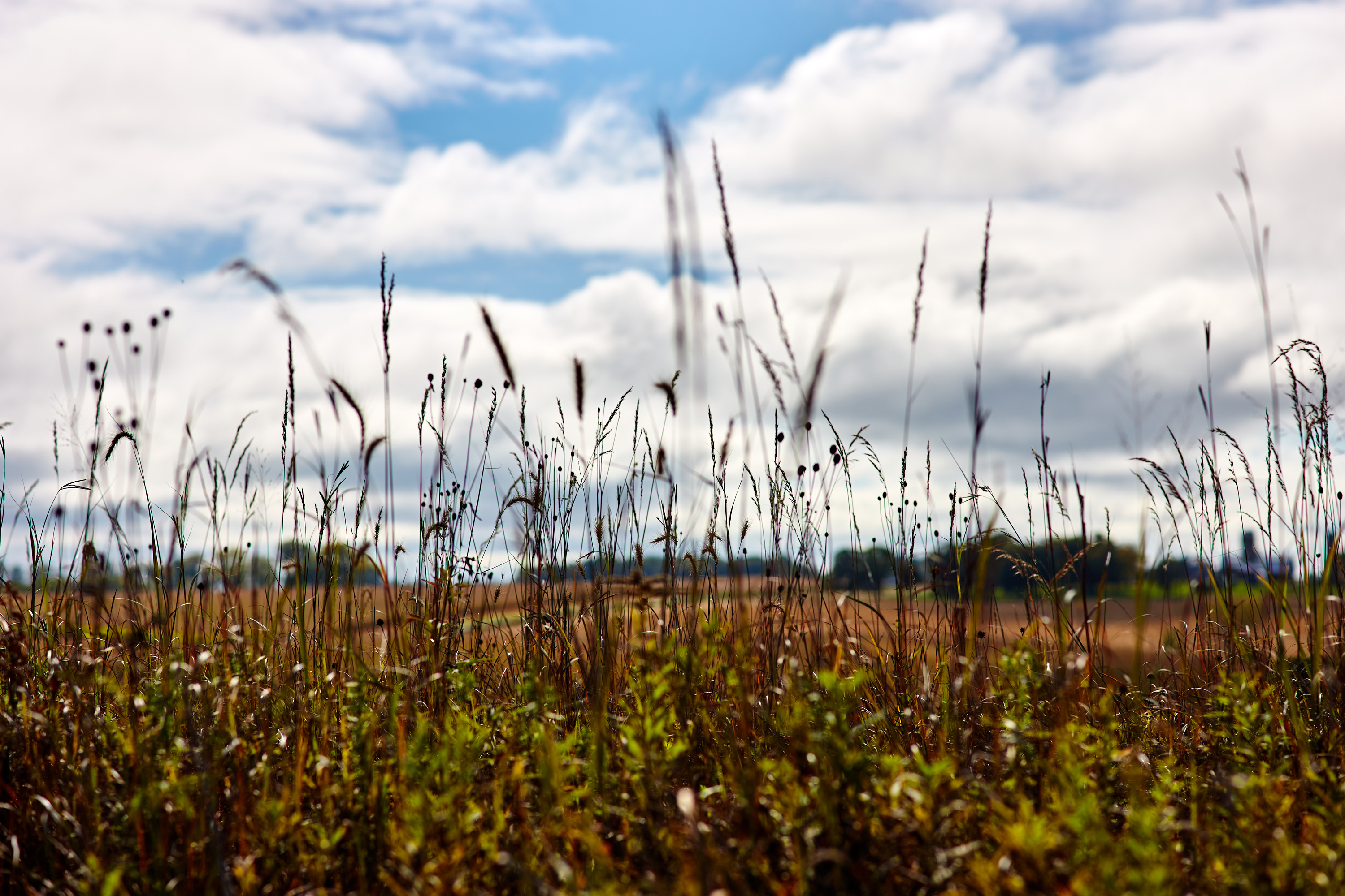 Tall grasses at the edge of a farm field.