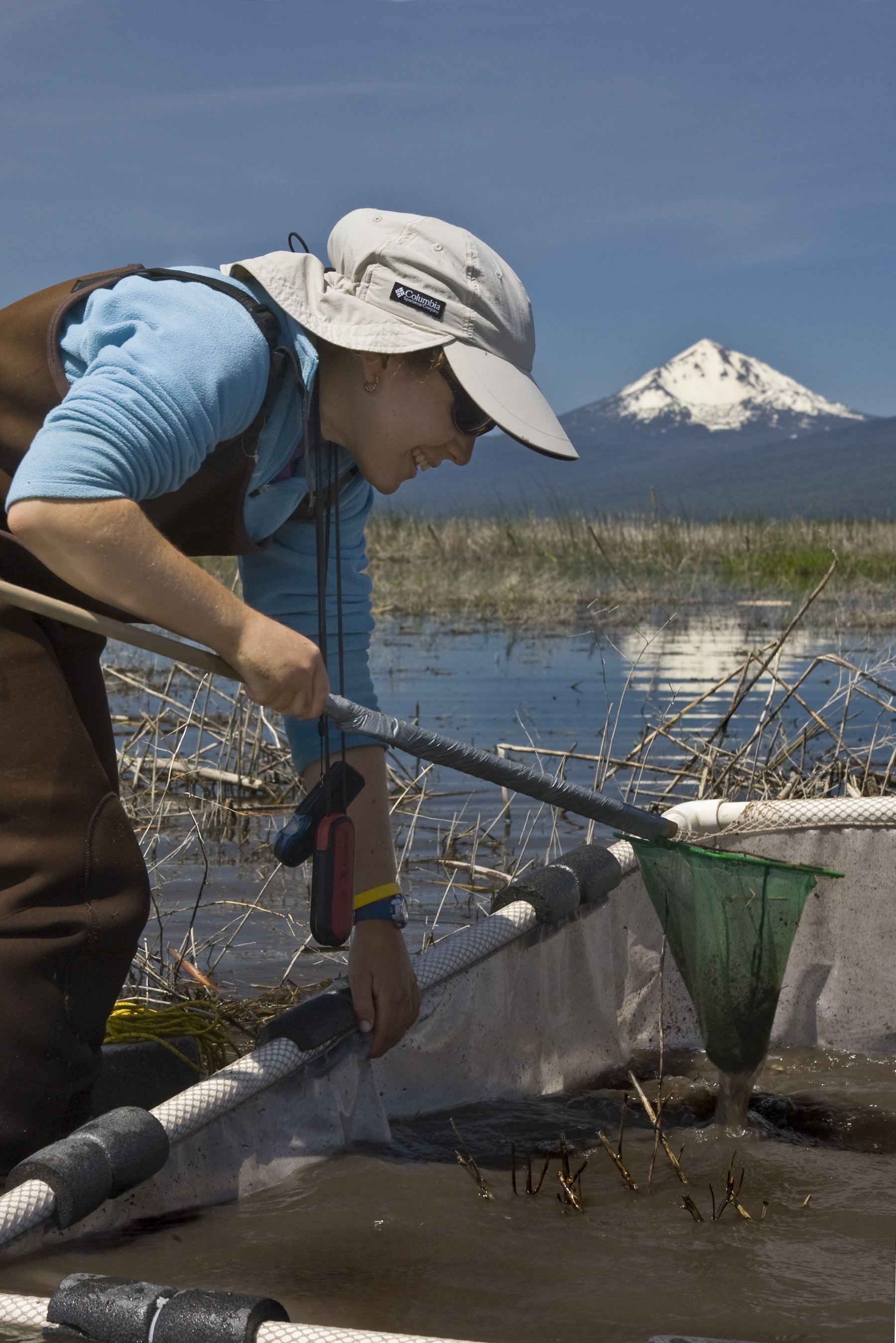 A volunteer with waders and a sun hat works with a pvc net in a shallow wetland at Williamson River Delta near Klamath Falls with a snowcapped mountain in the background.