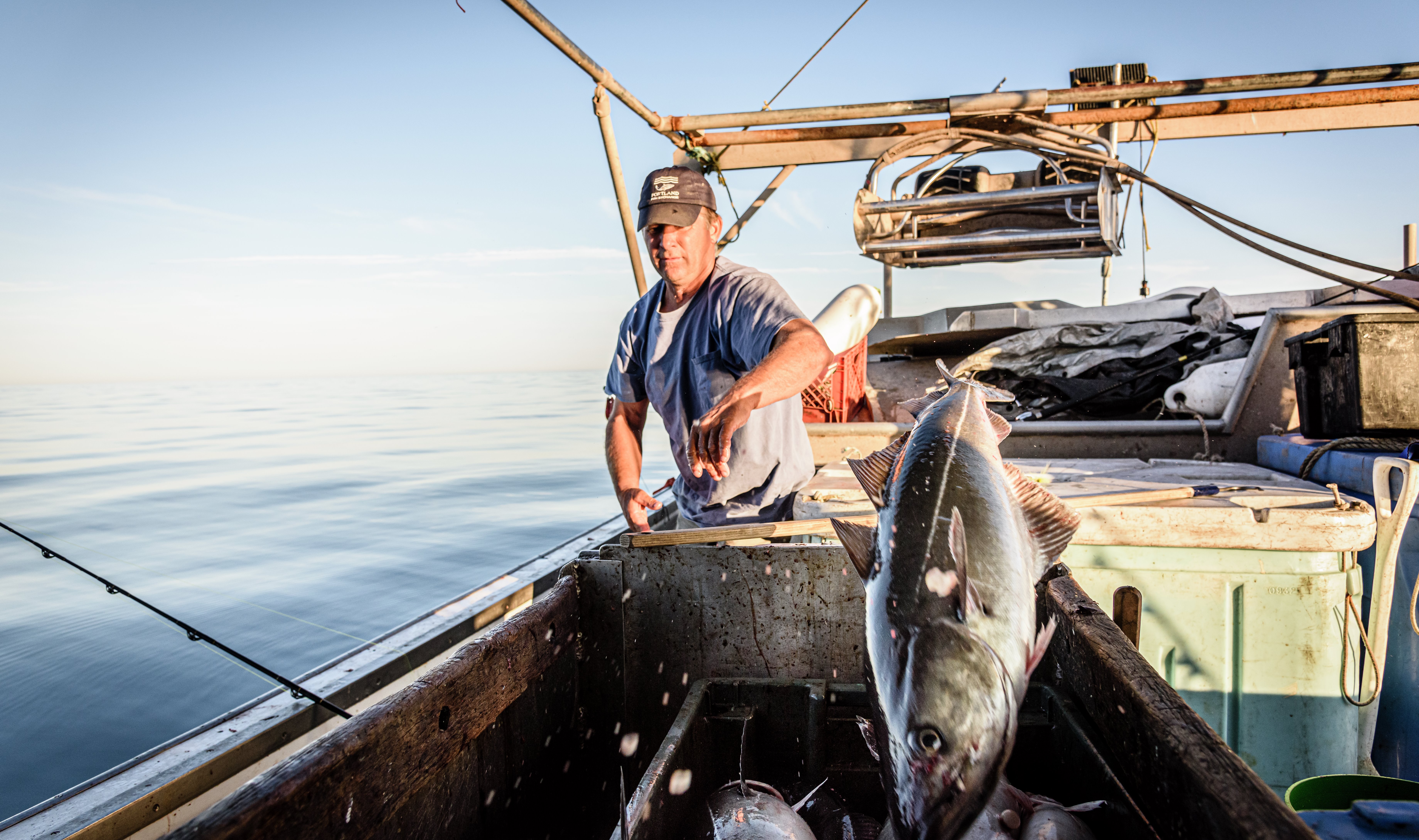 A man on a boat tosses a large fish into a holding container.