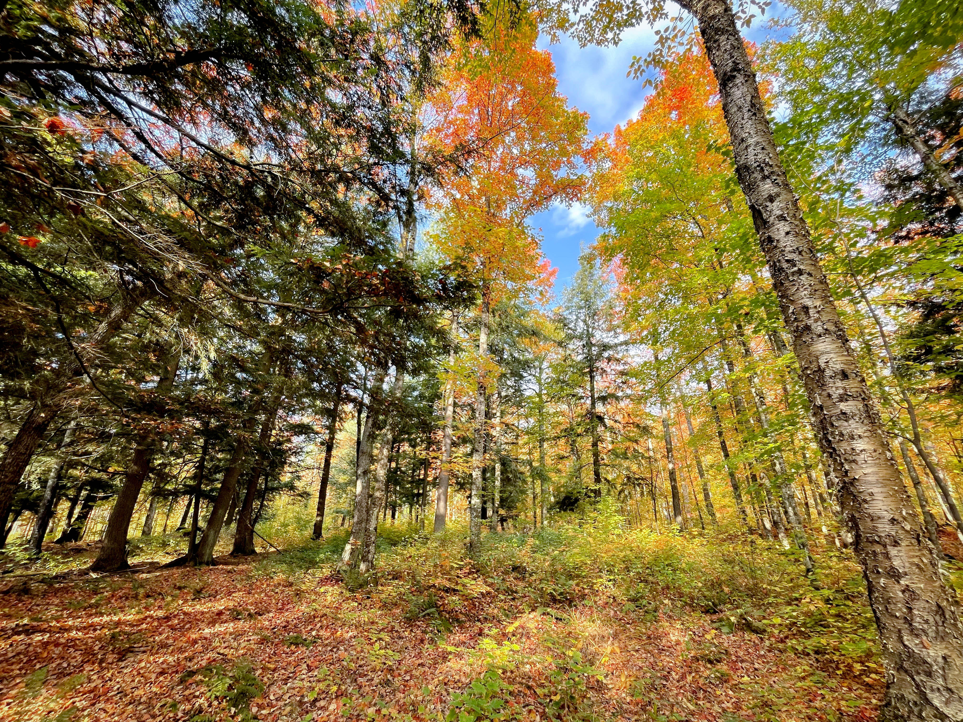 The trees are changing colors at the Slate River Forest