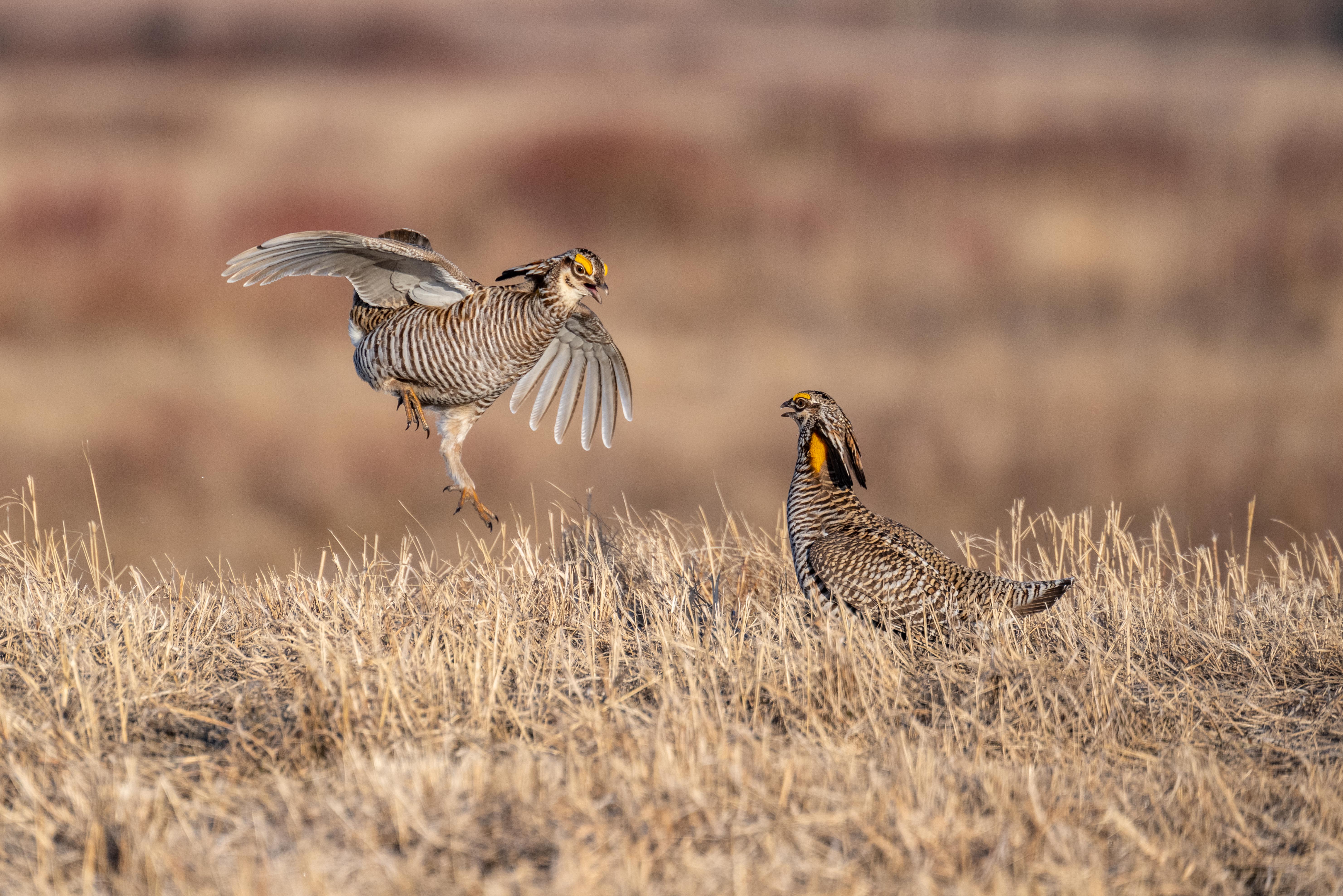 Two prairie chickens in a field.