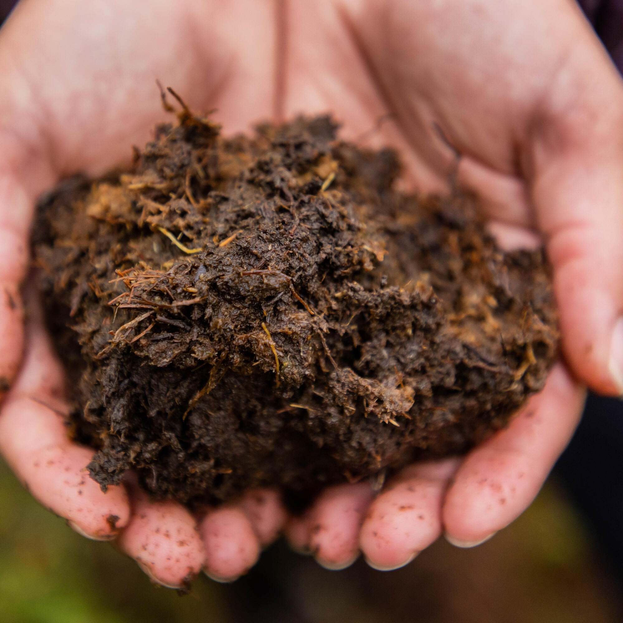 Hands holding dirt.