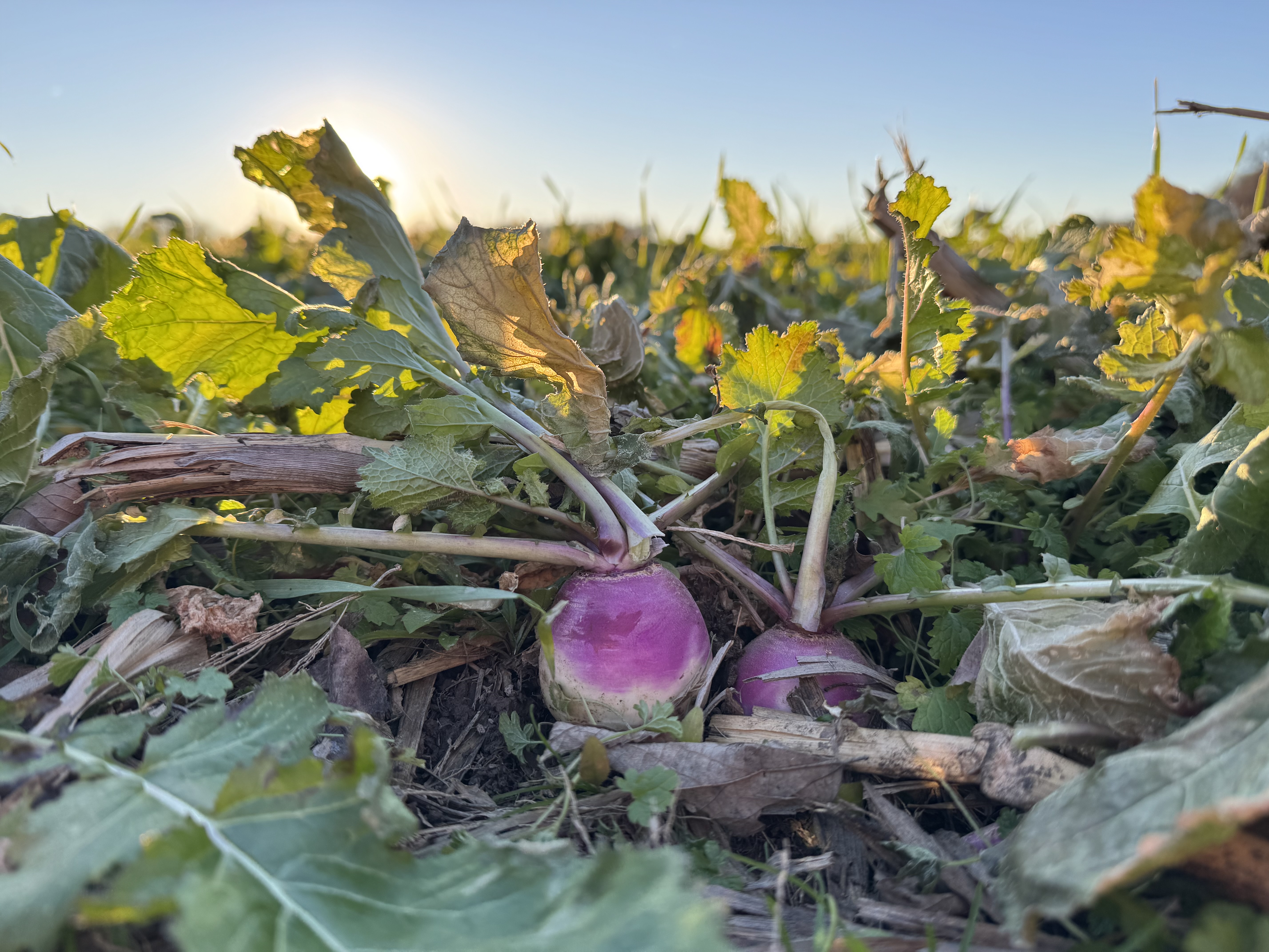 Turnips in a field.