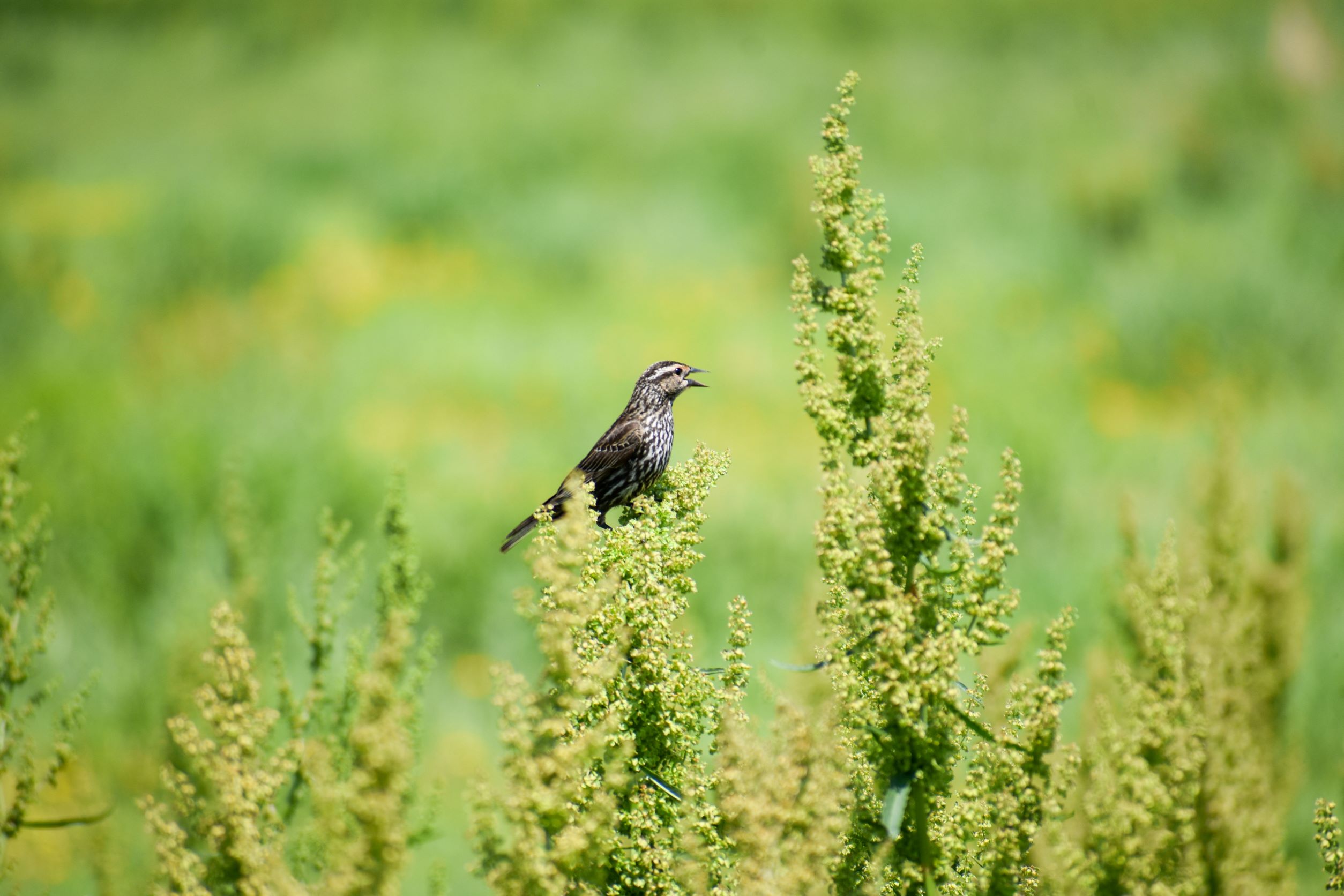 Close-up of bird at Missouri River Center.