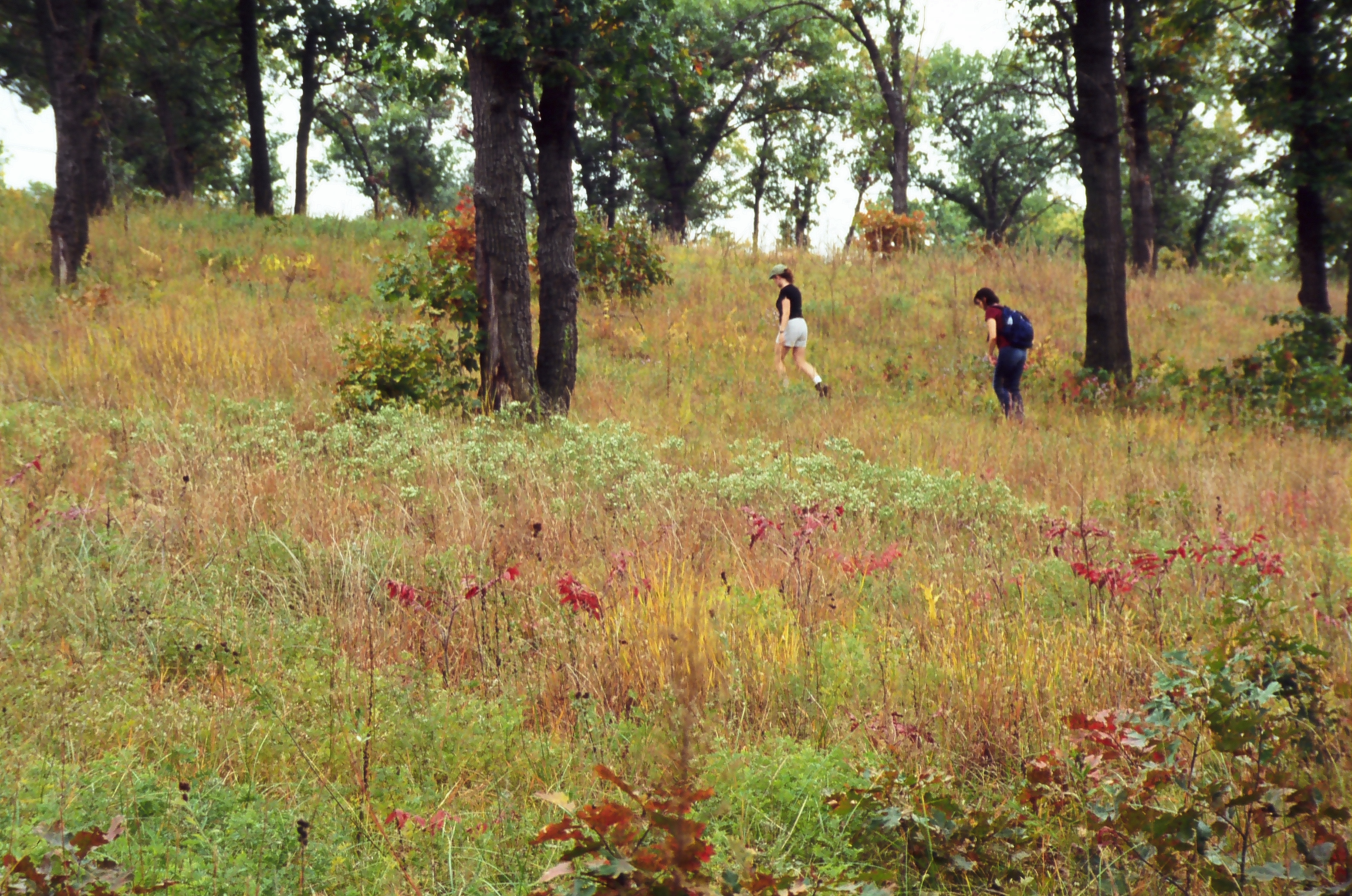 A person hikes up a grassy hill with oak trees. 
