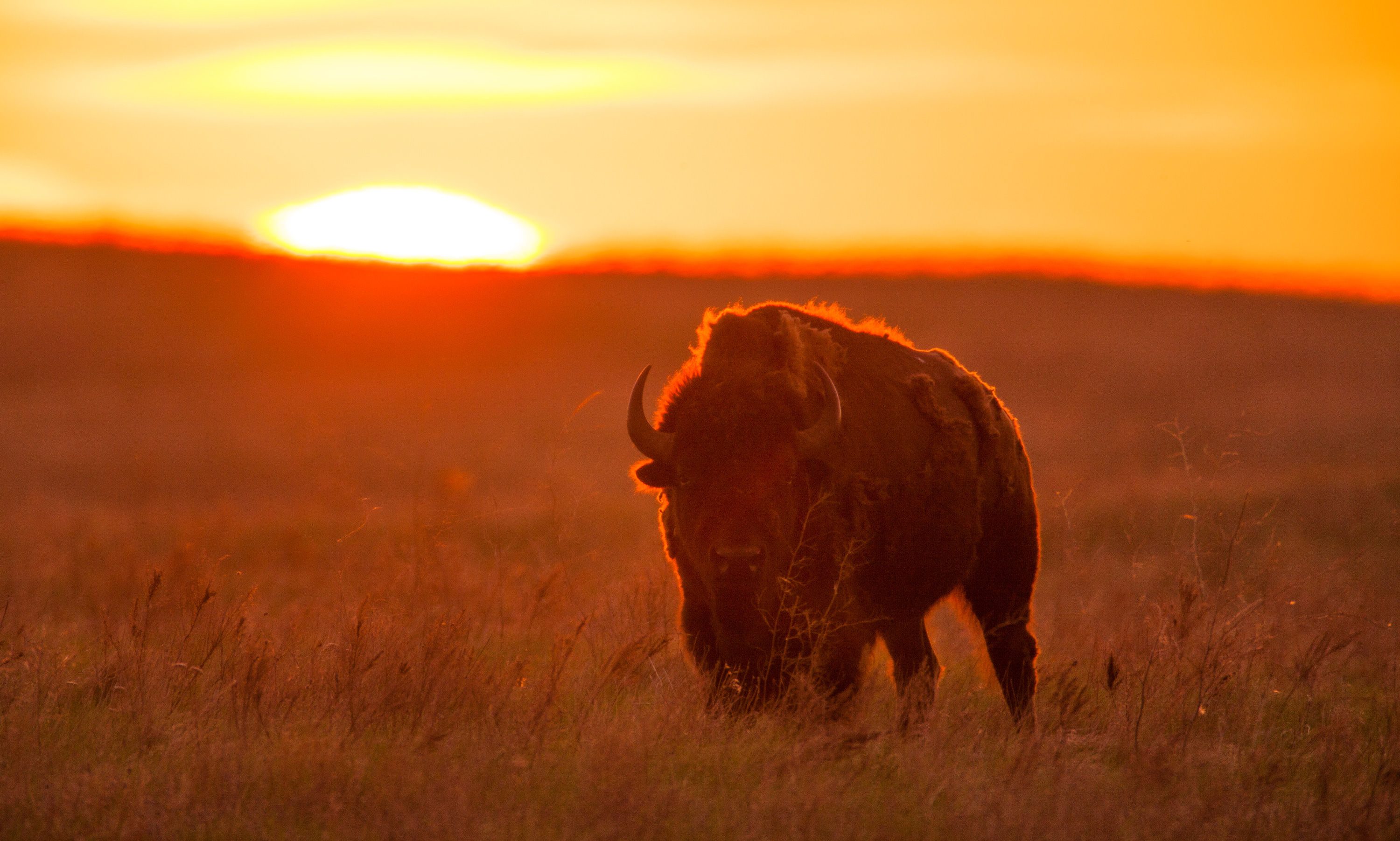 A bison standing in a field in front of the sunset.