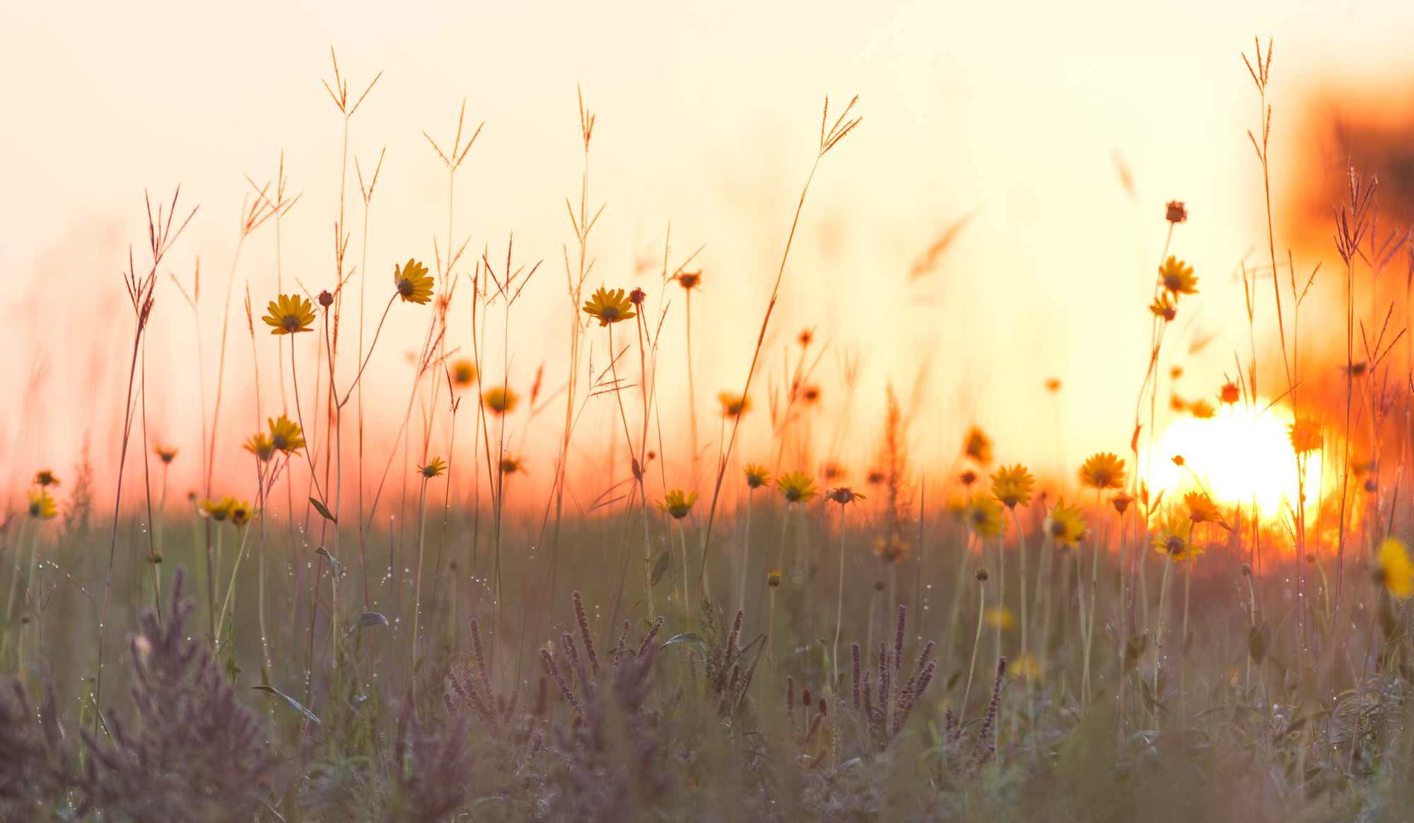 Flowers blooming in the prairie.