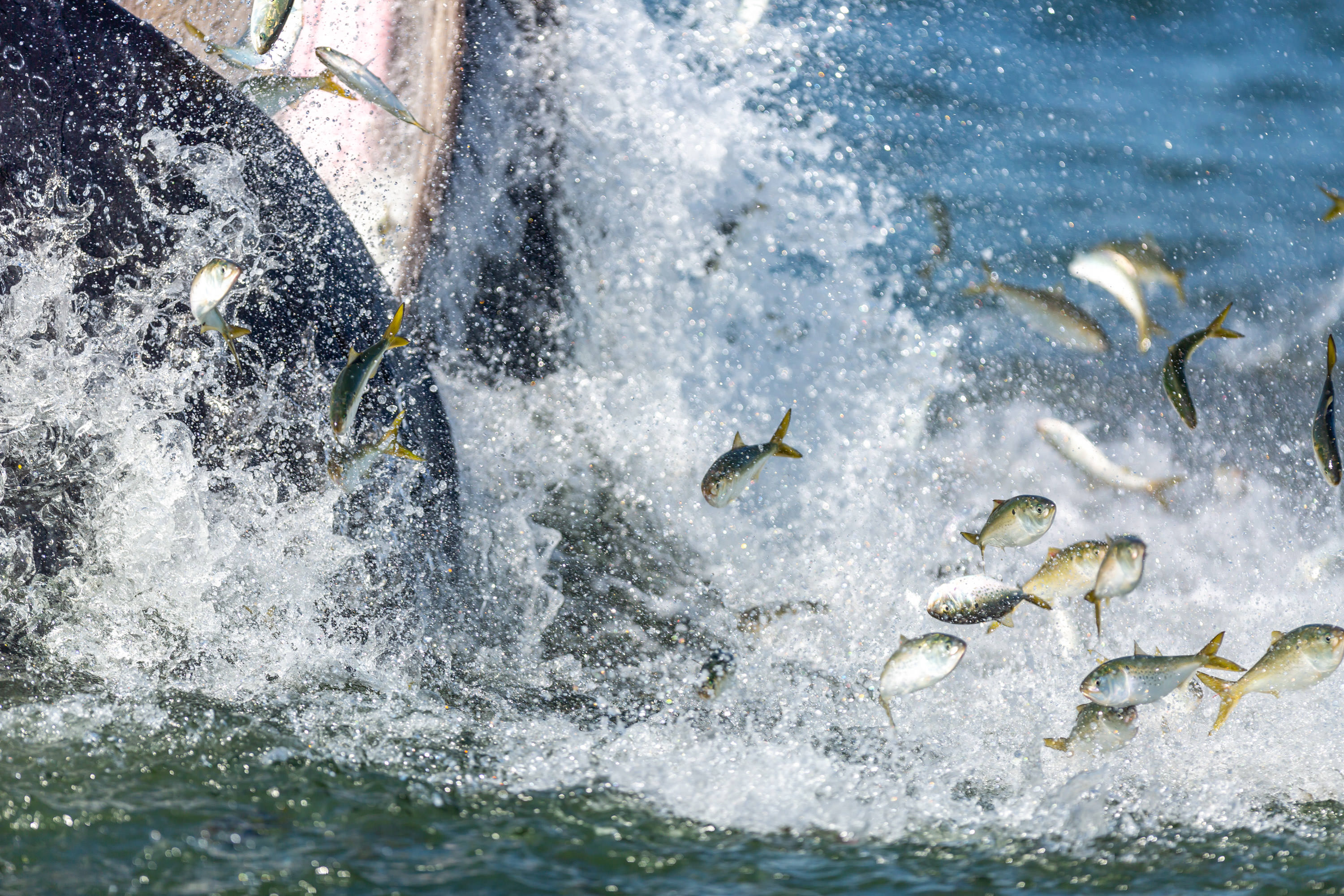 Many small fish leap out of churning water next to the gaping mouth of a humpback whale emerging from the water.
