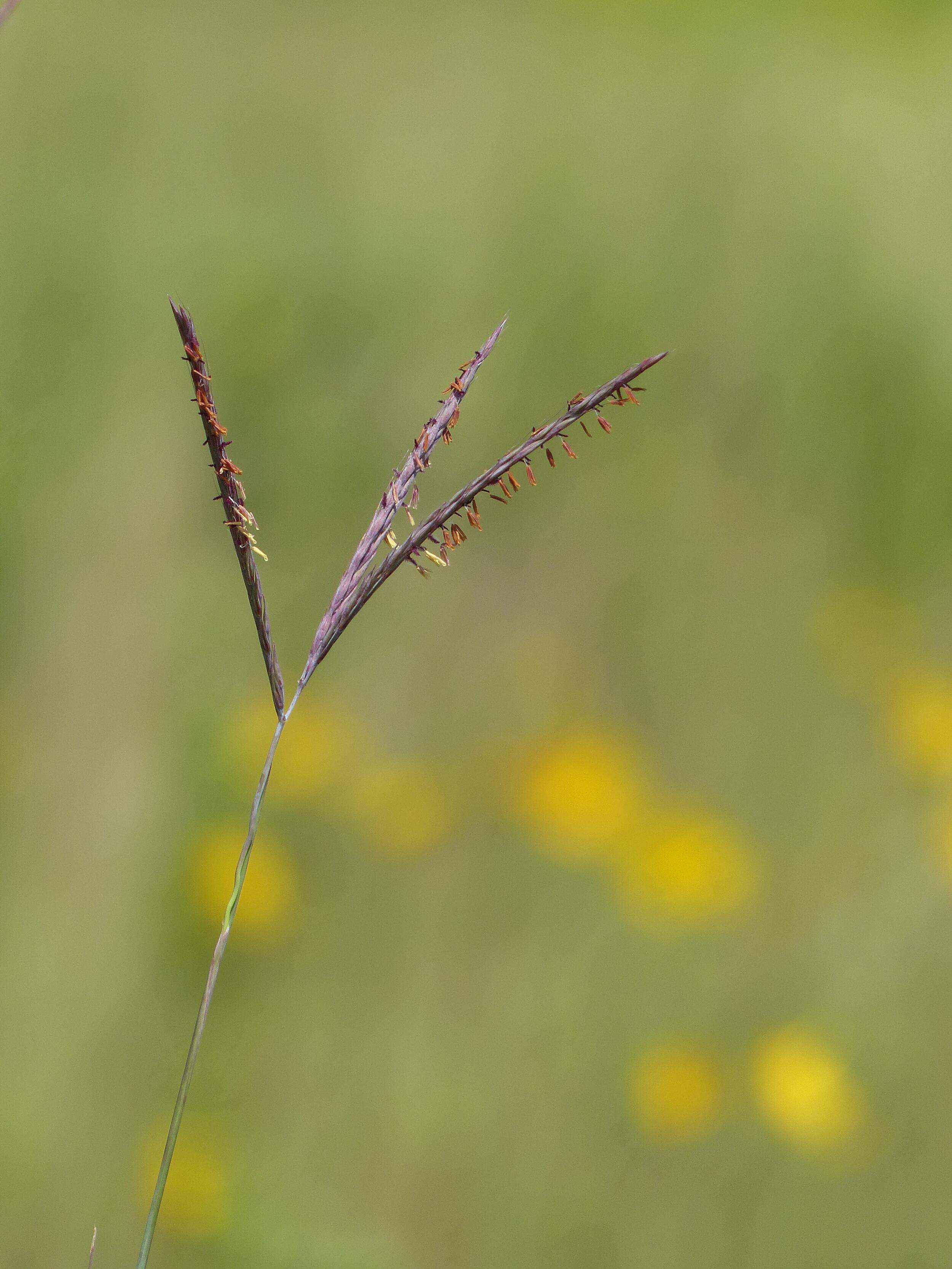 A stalk of grass with three blueish seed heads against a blurred green background.