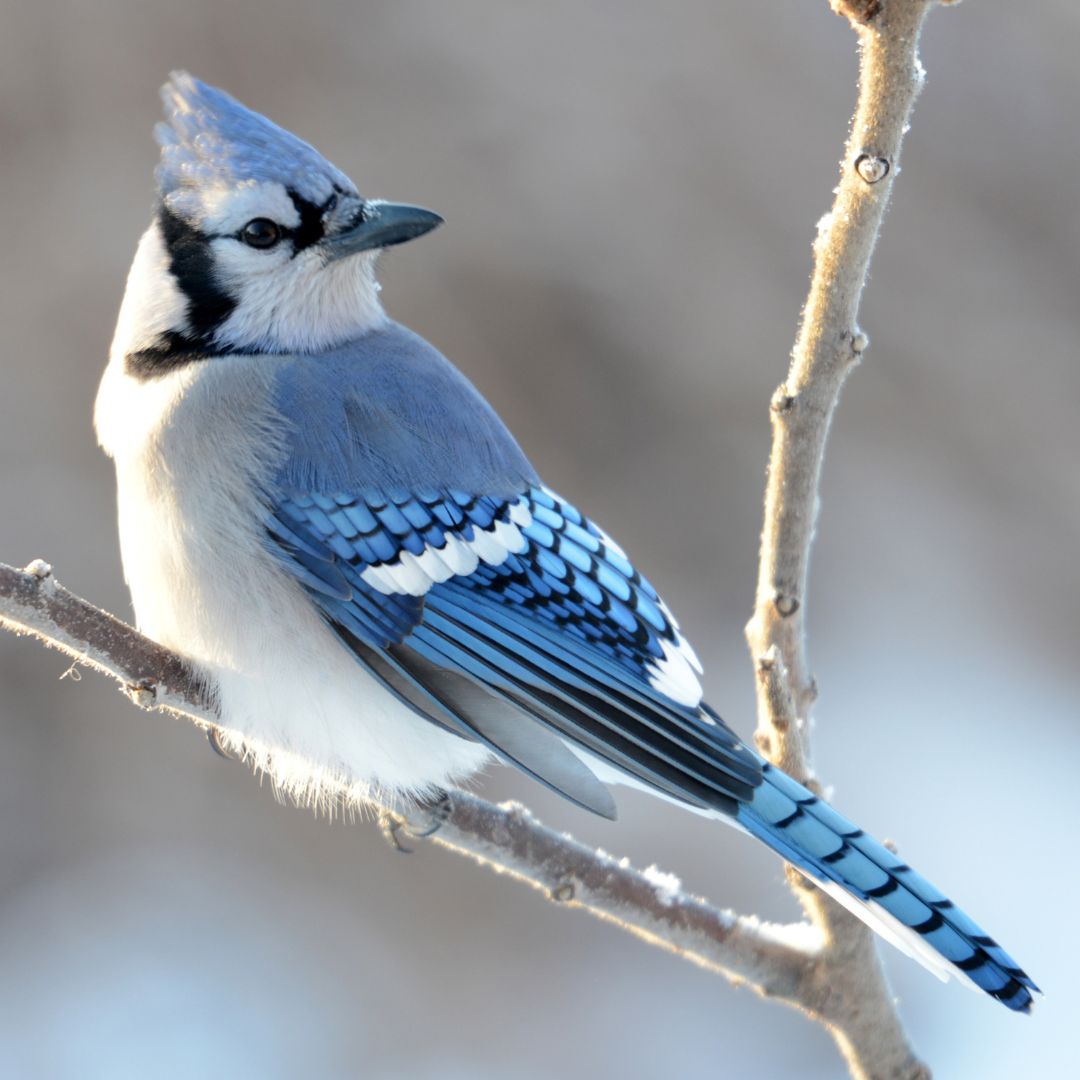 A blue bird sits on a thin, bare branch. 