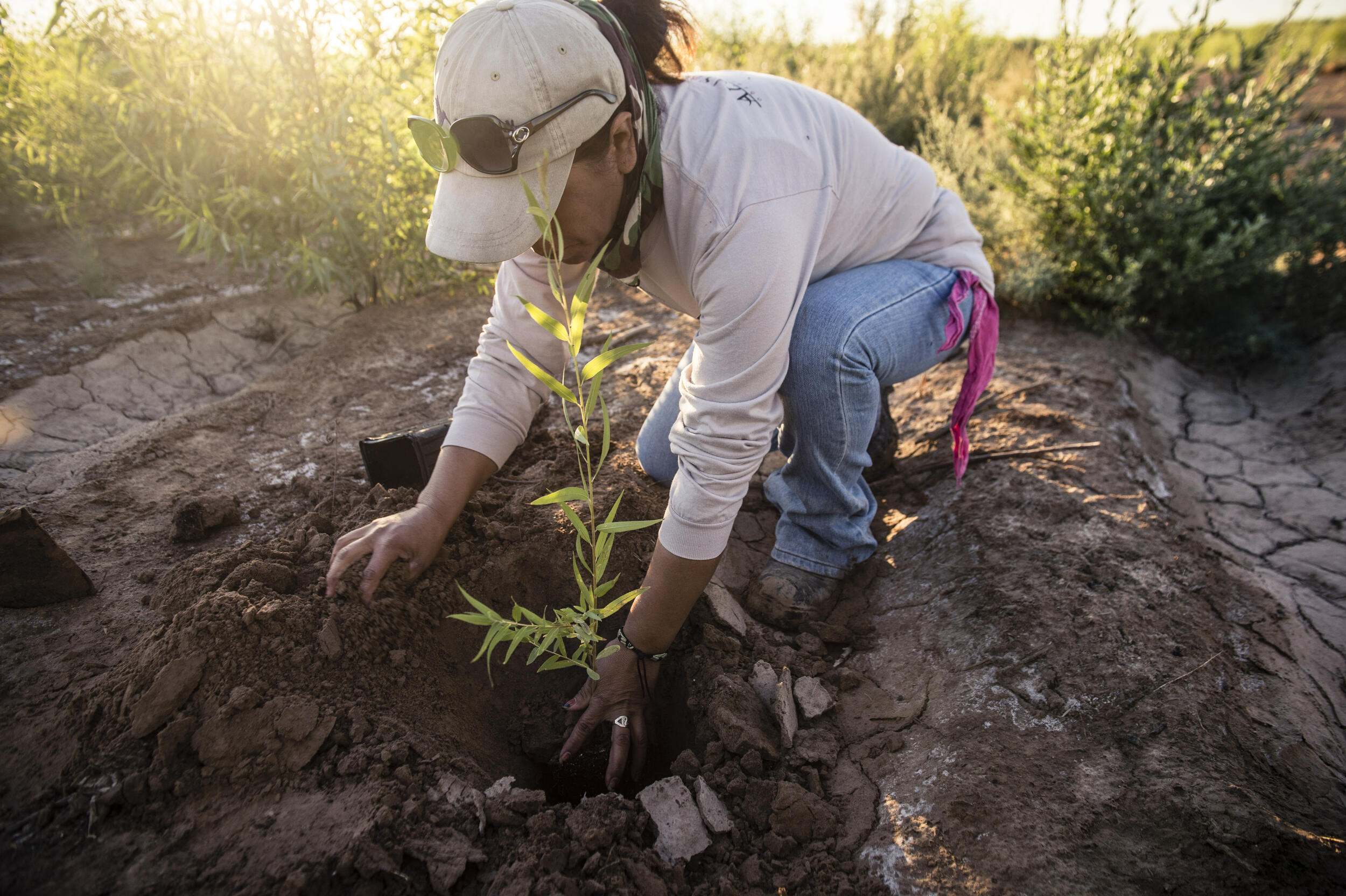 A woman kneels to cover a willow seedling with soil.
