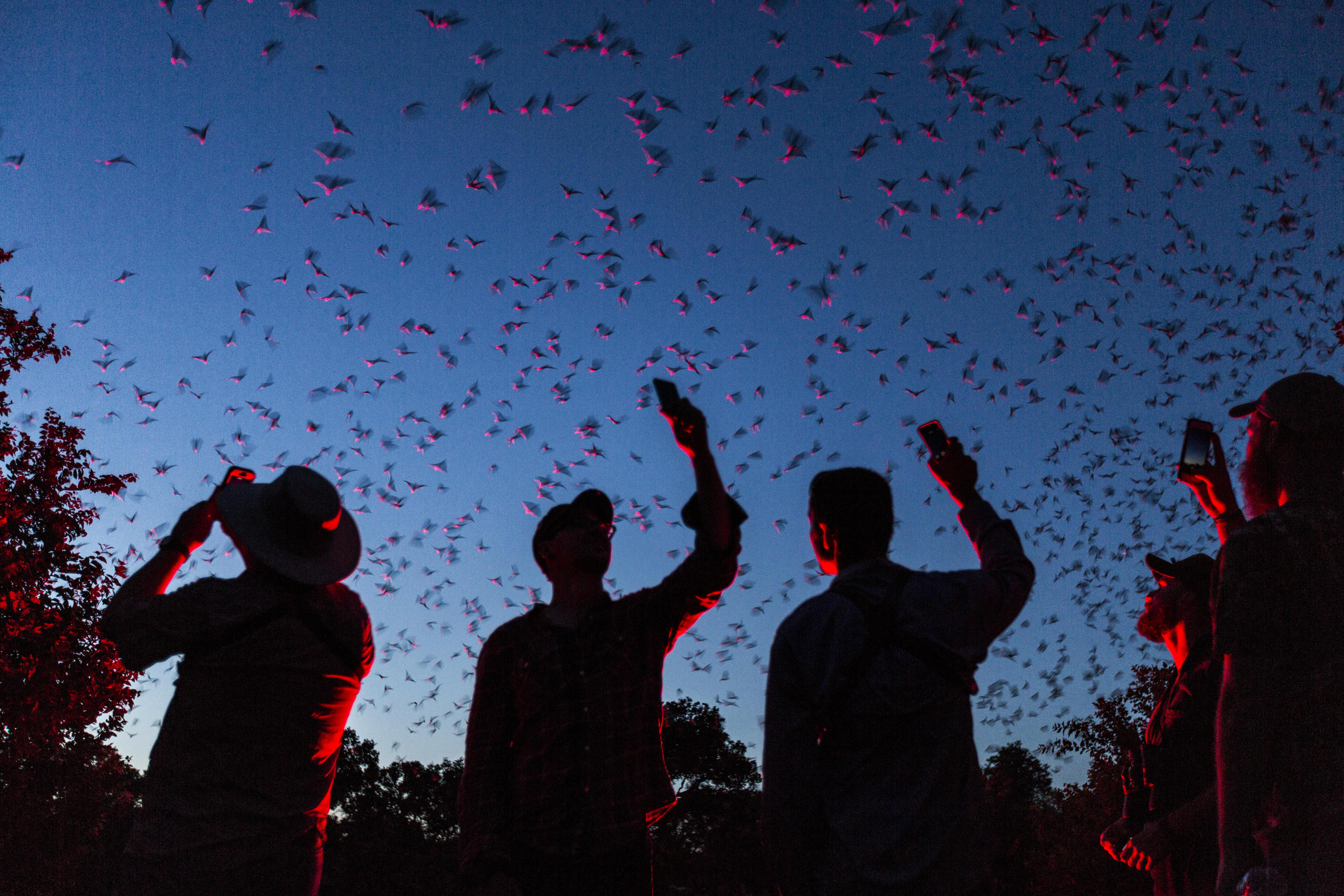 At dusk, several people look up into the sky as thousands of bats emerge from Bracken Bat Cave in San Antonio, Texas. 
