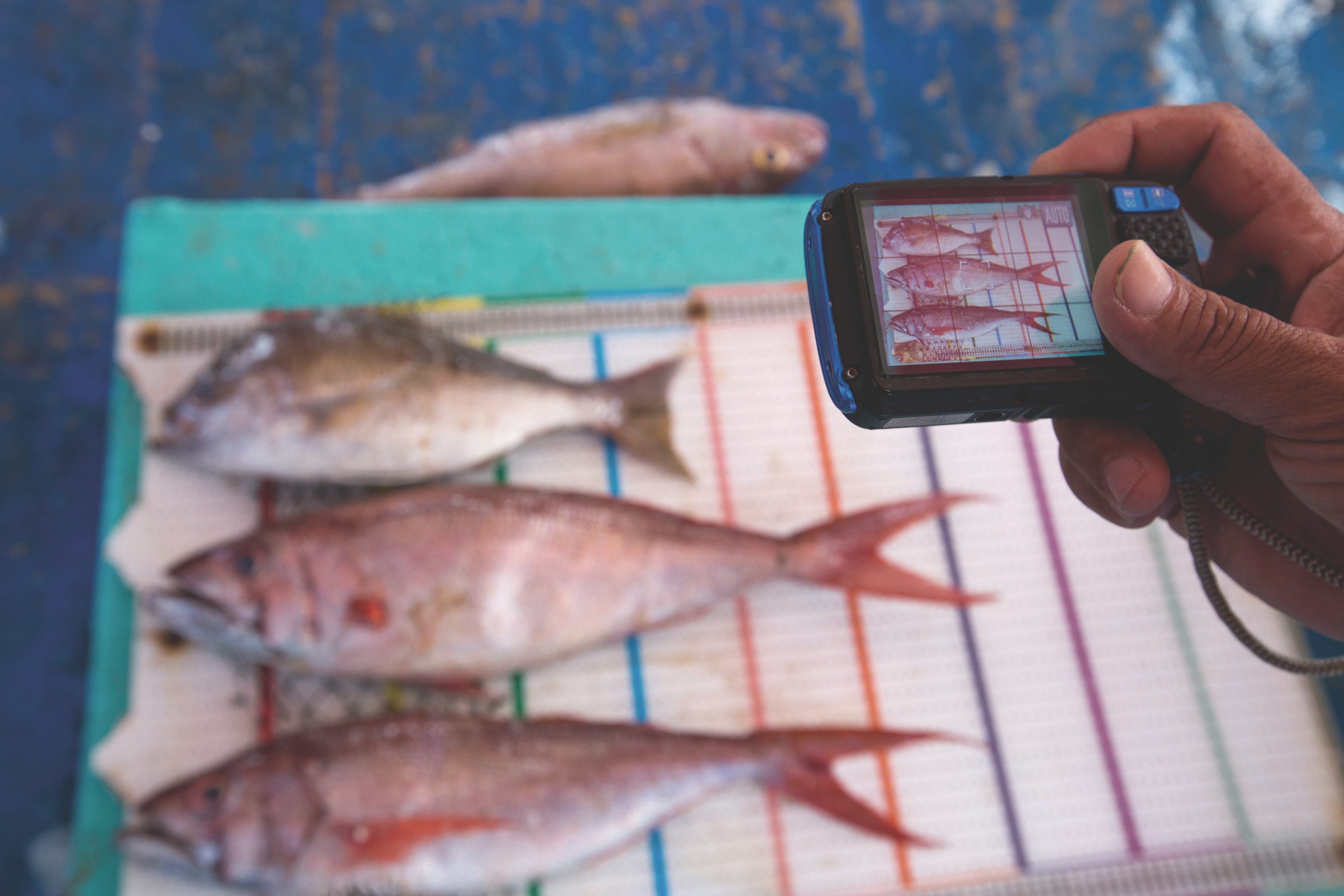A hand takes a photo of fish caught by the fishermen on Tetap Setia, a boat participating in TNC's FishFace program.