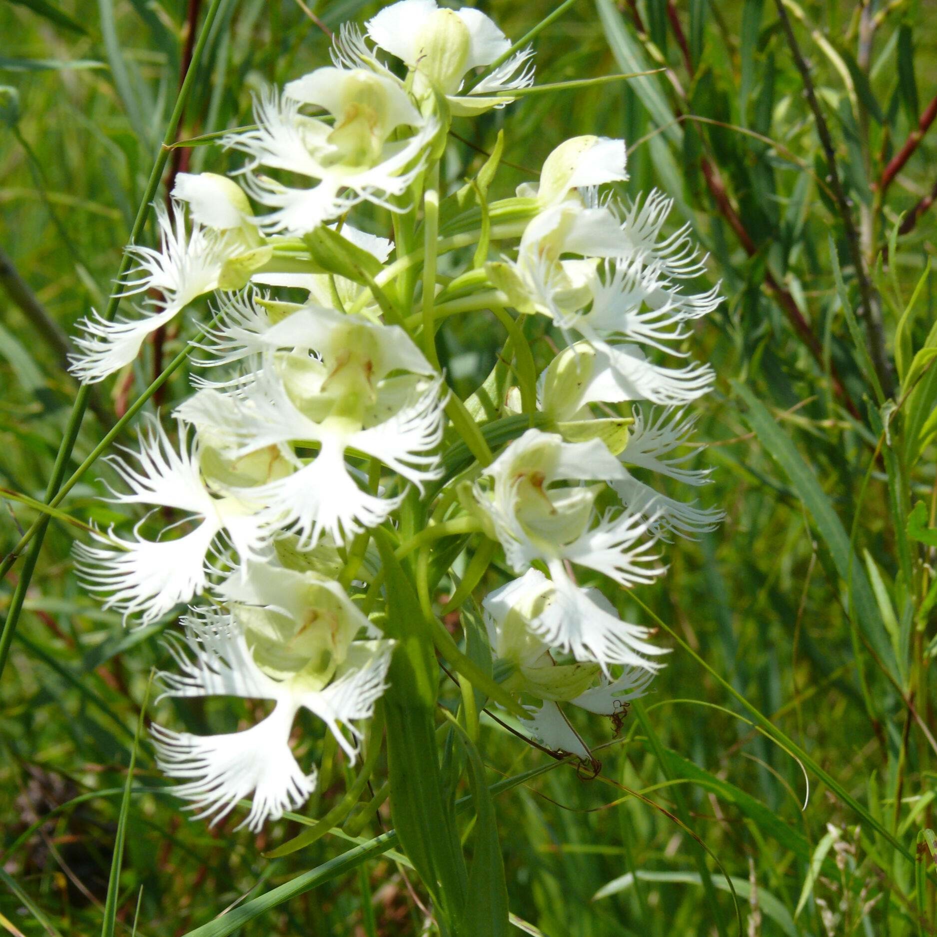 Delicate yellow and white flowers bloom at the end of a thick green stem.