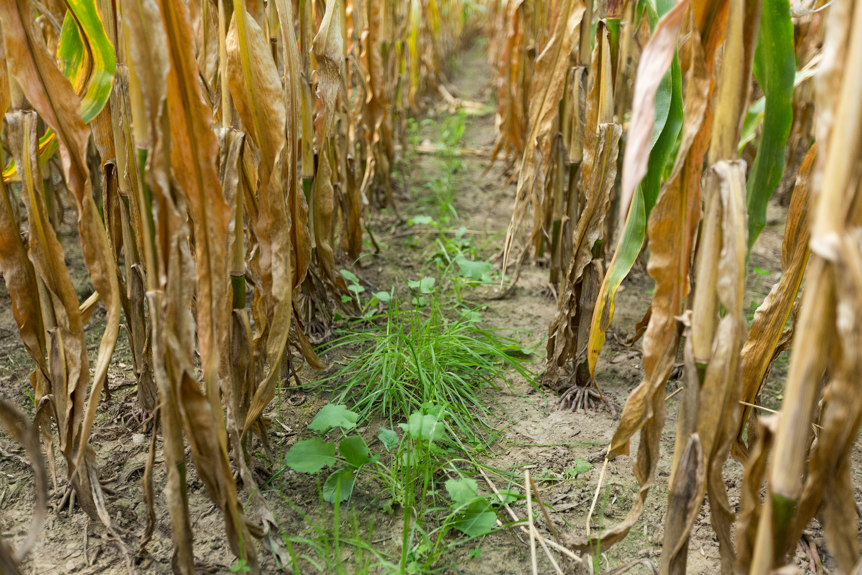 Green cover crops planted in between rows of tan colored corn. 