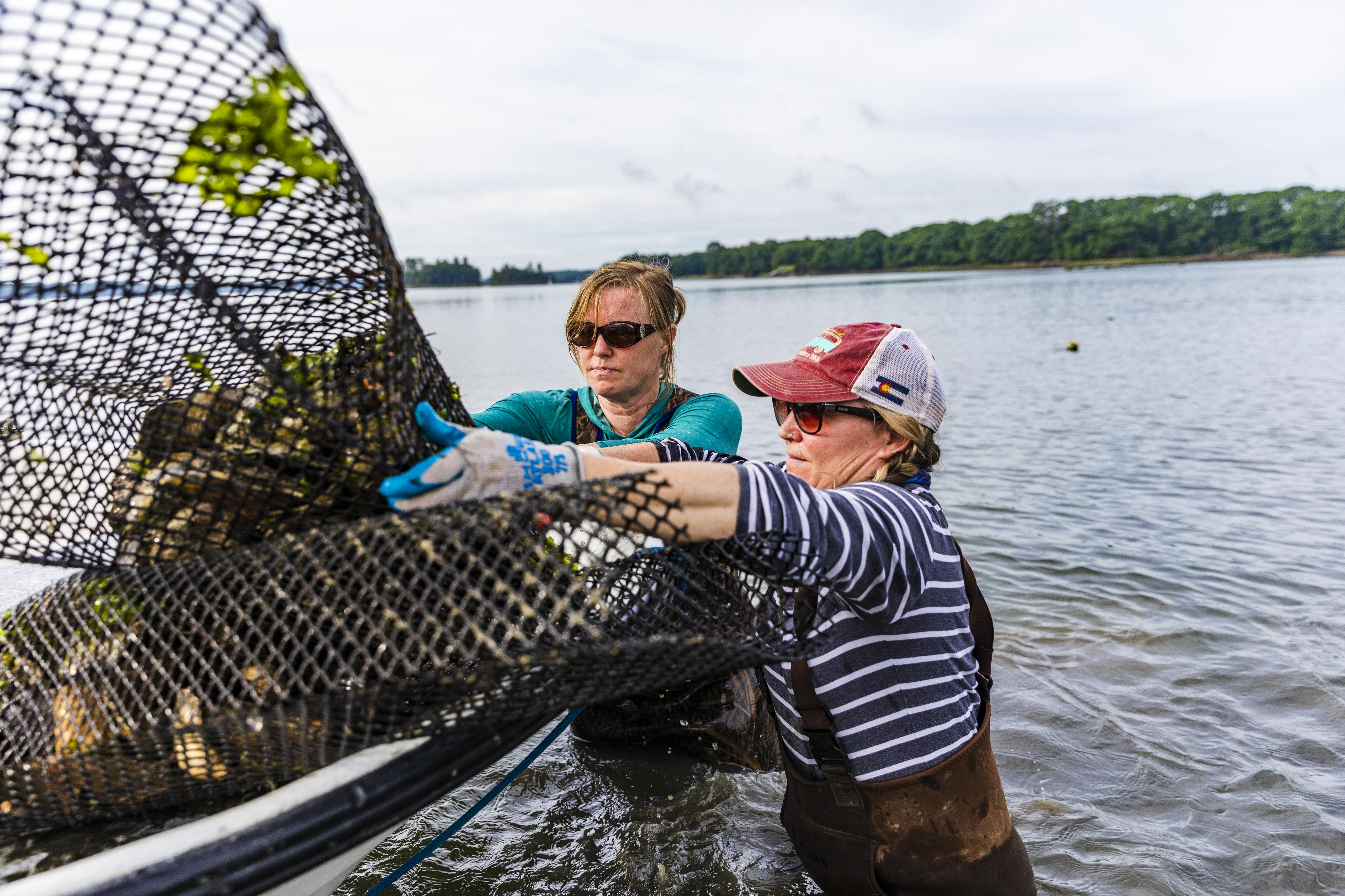 Two women standing in water handling oyster cages.