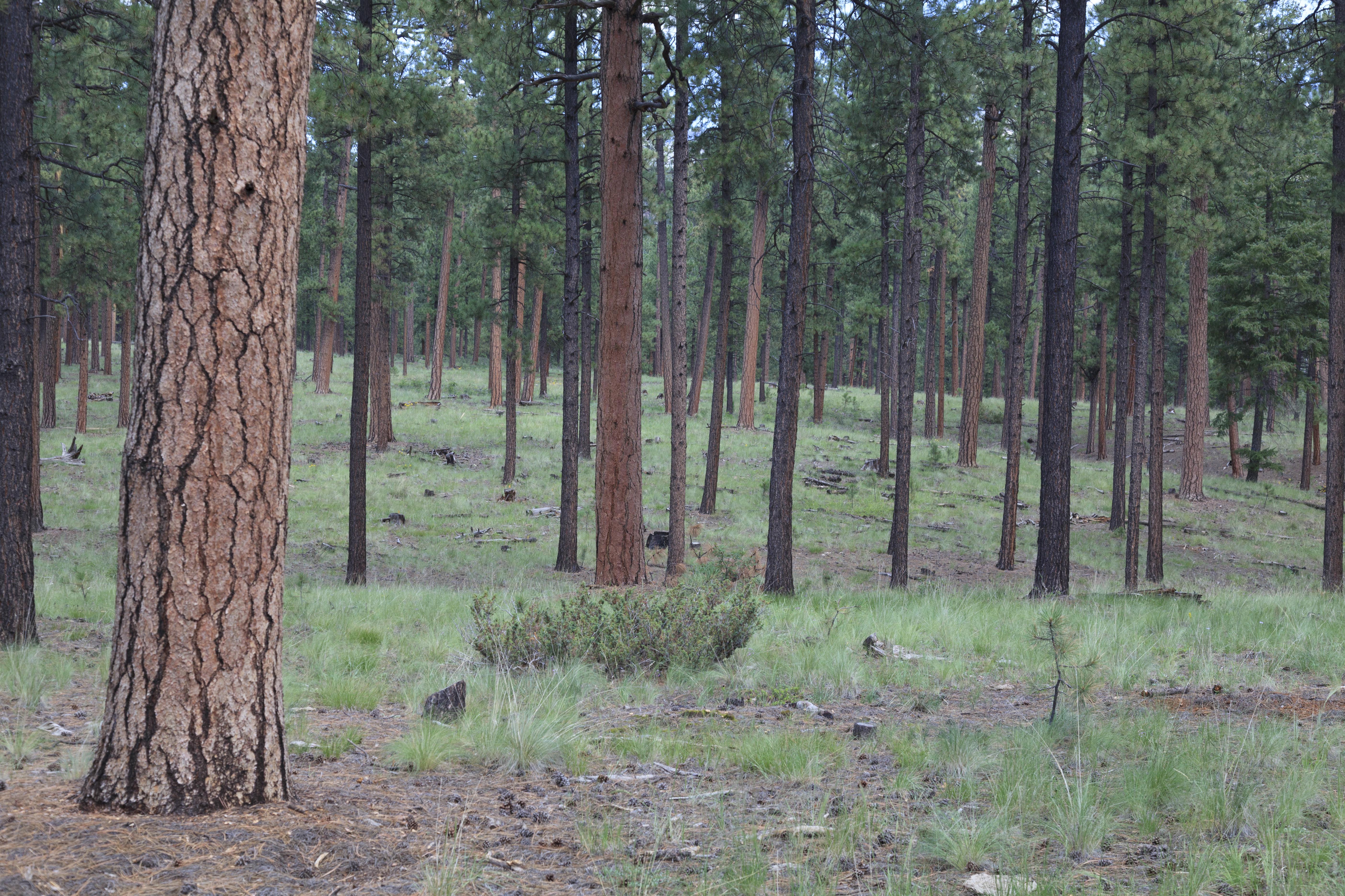 Properly thinned ponderosa pine stand (Pinus ponderosa).