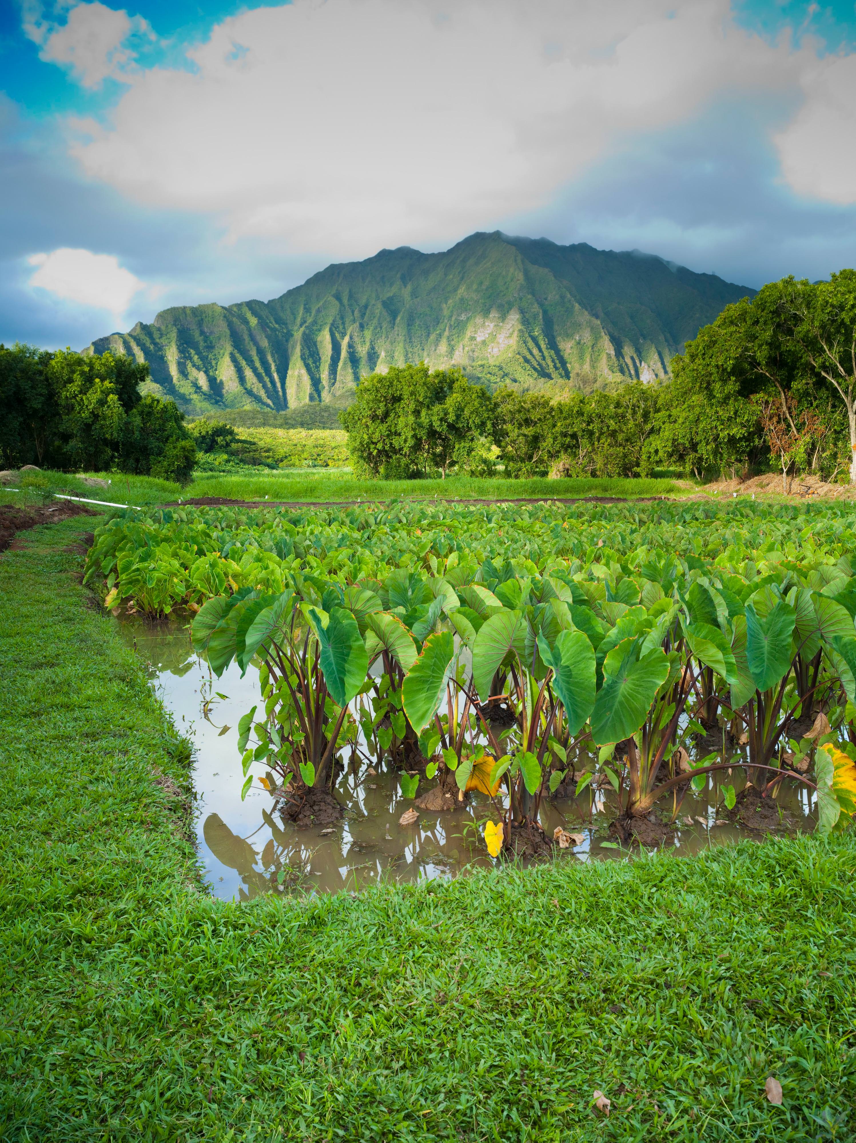 Green grass surrounds an area of crops.