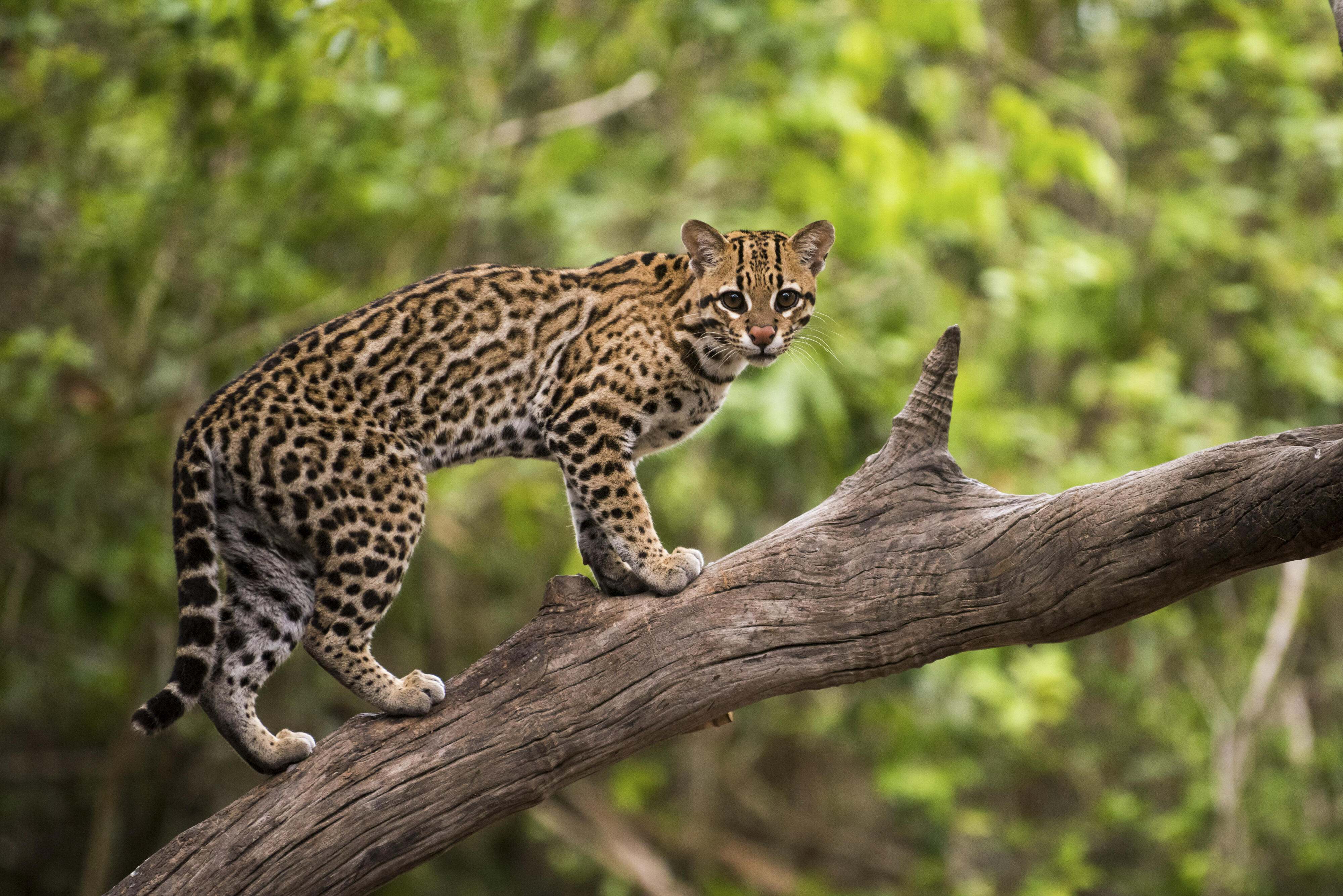 Ocelot in a tree