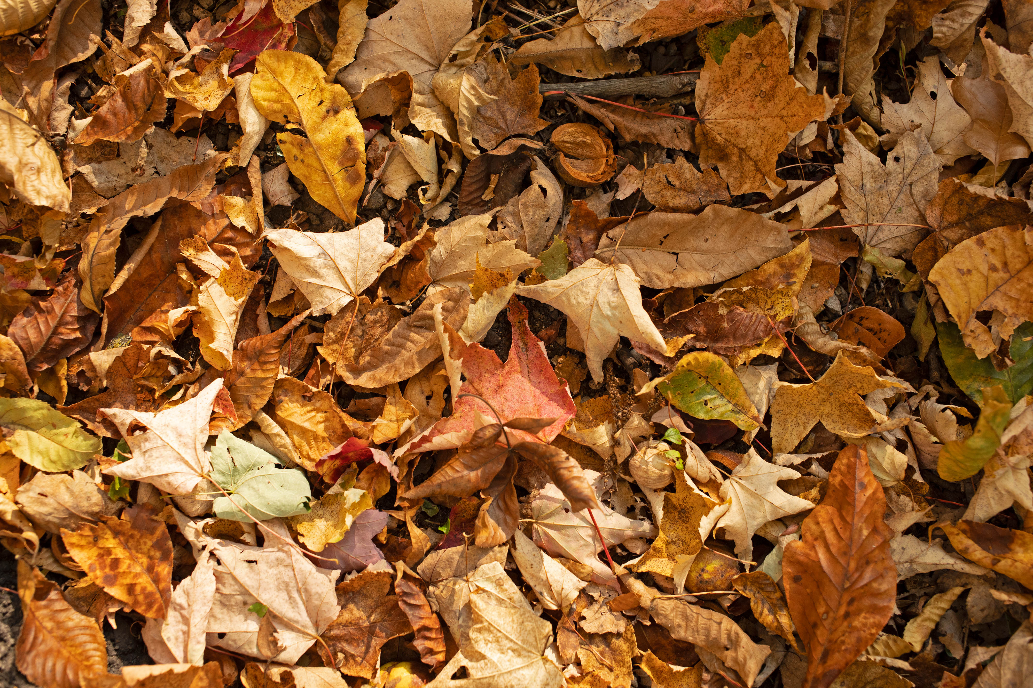 Colorful fallen leaves.