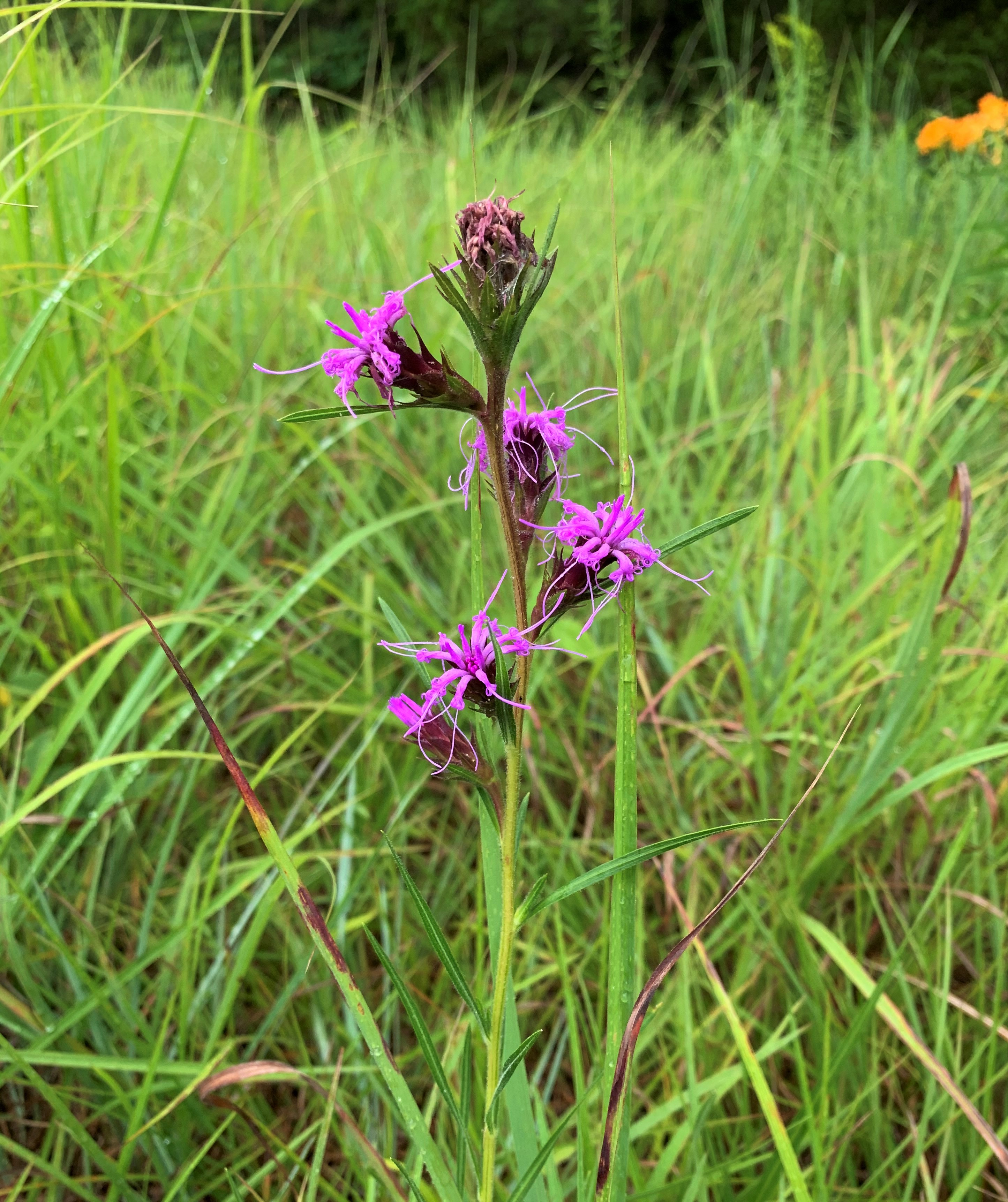 Scaly blazing star (Liatris squarrosa).