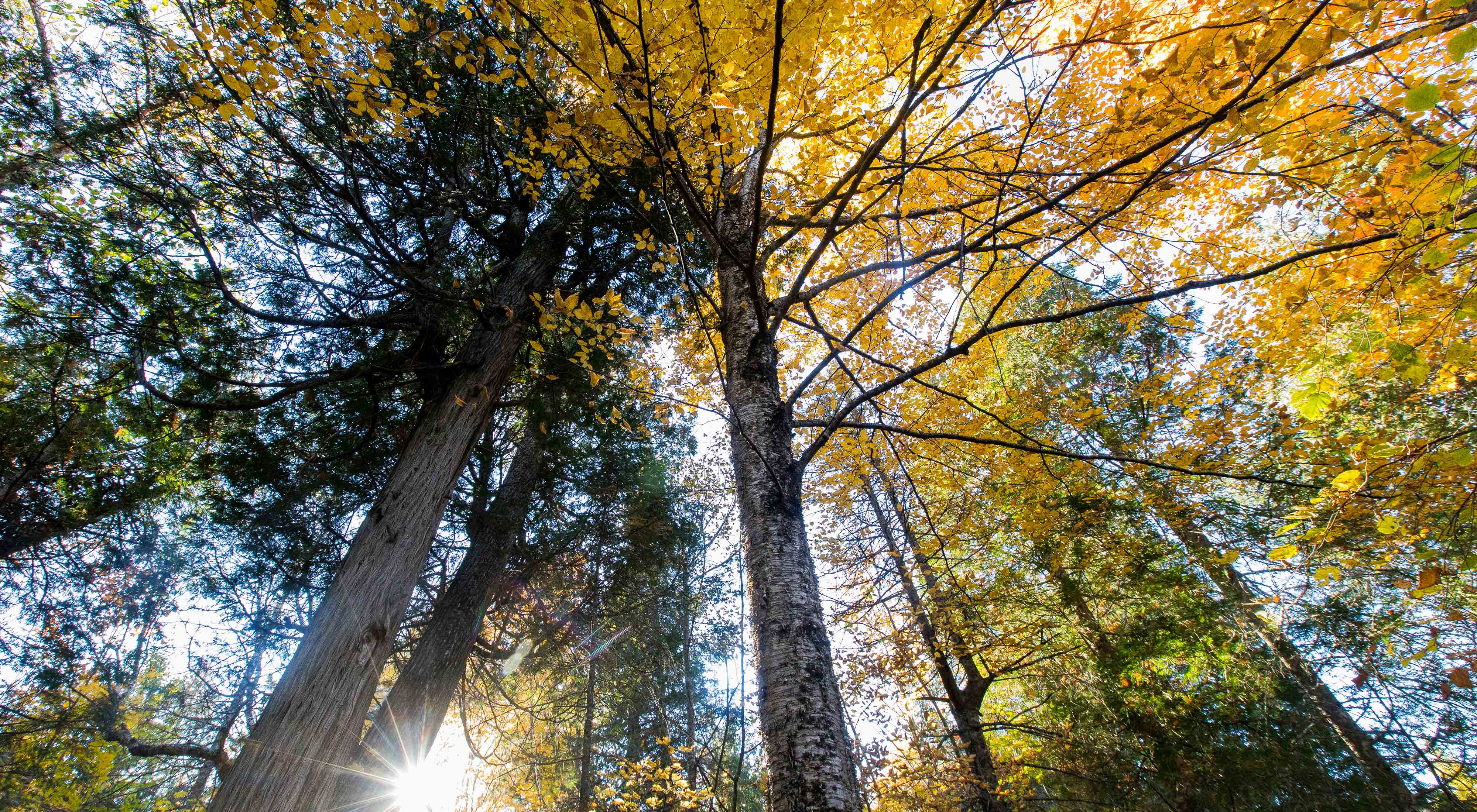 Fall color in a forest canopy.