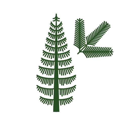 Douglas Fir