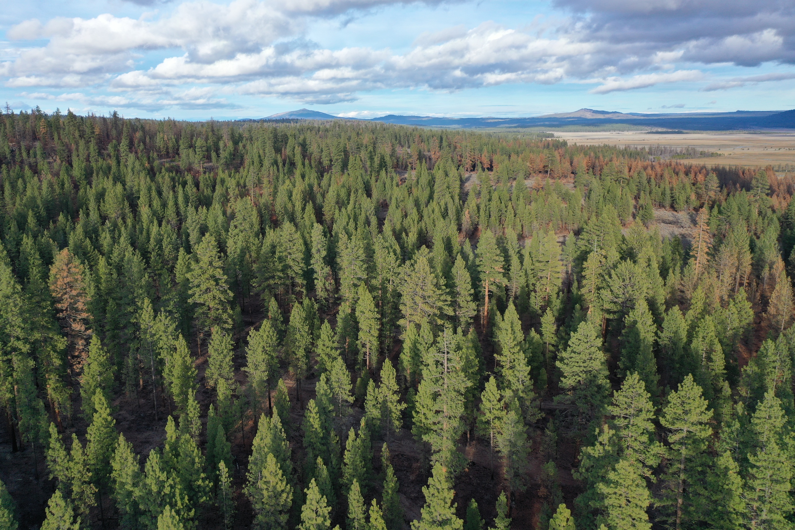 Drone shot of a forest above Coyote Creek in Oregon. 