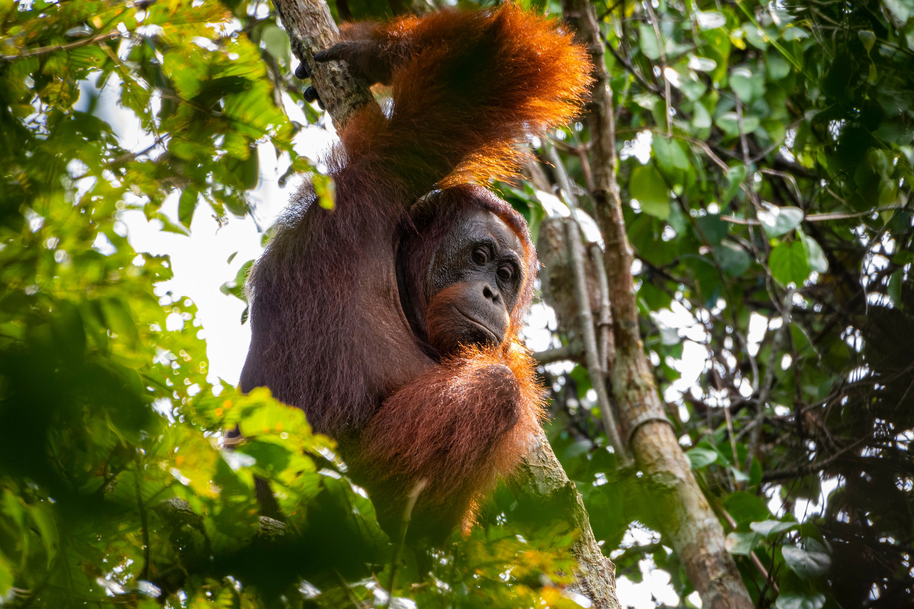 An orangutan sits in the forest canopy of Indonesia Borneo.
