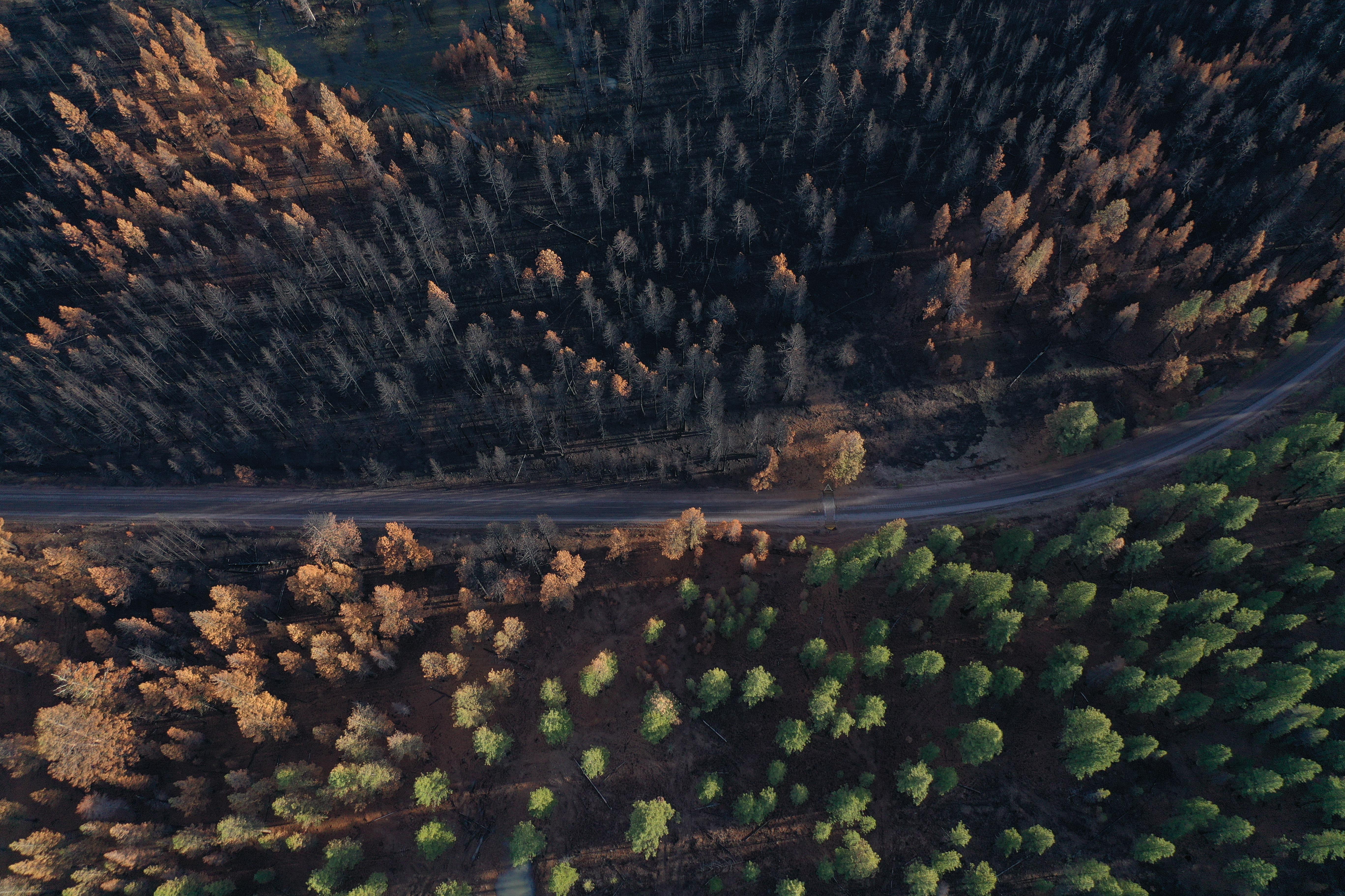 Restored forest with thinning and burns on bottom vs none on the top.