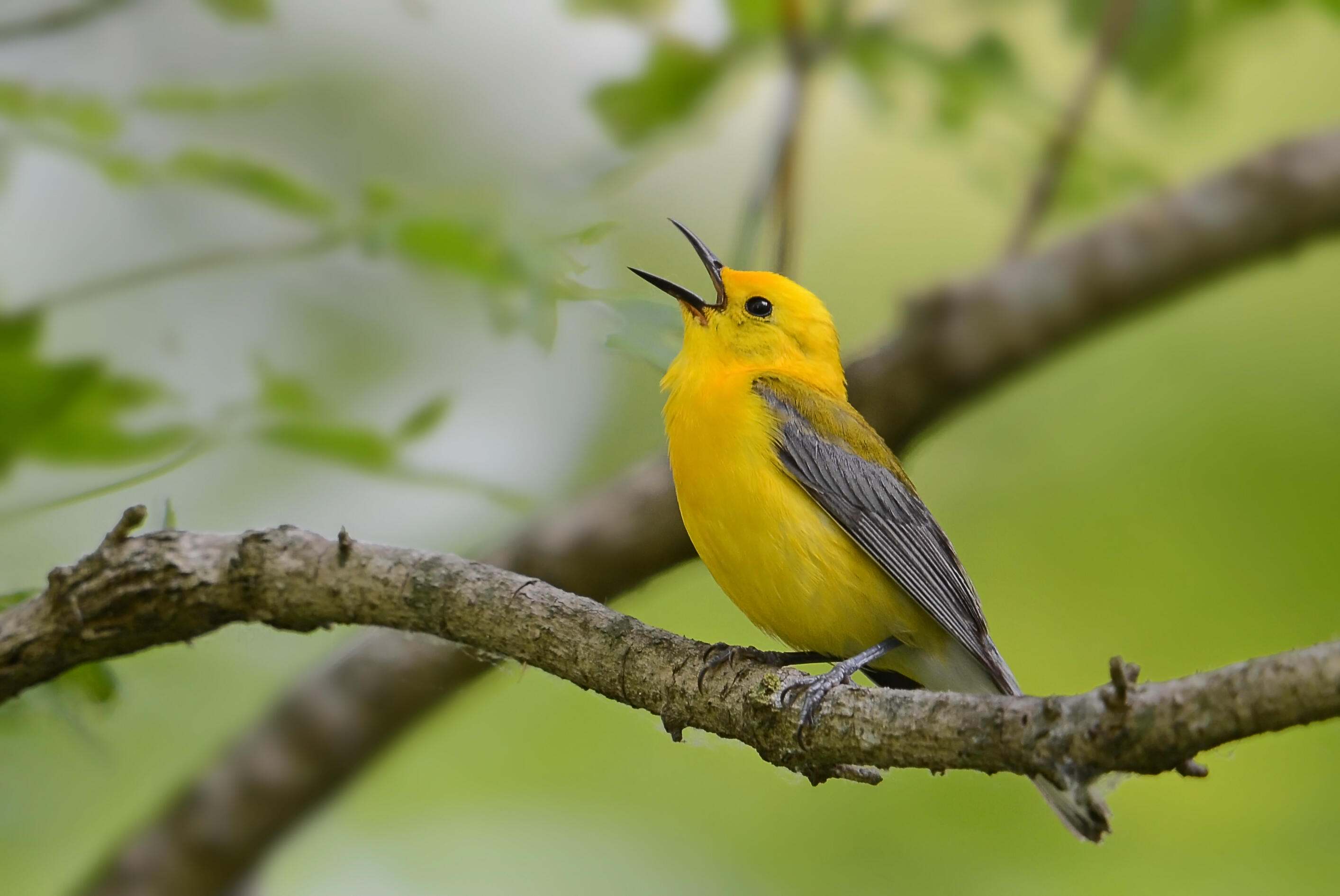 A yellow bird rests on a branch and opens its beak to sing.