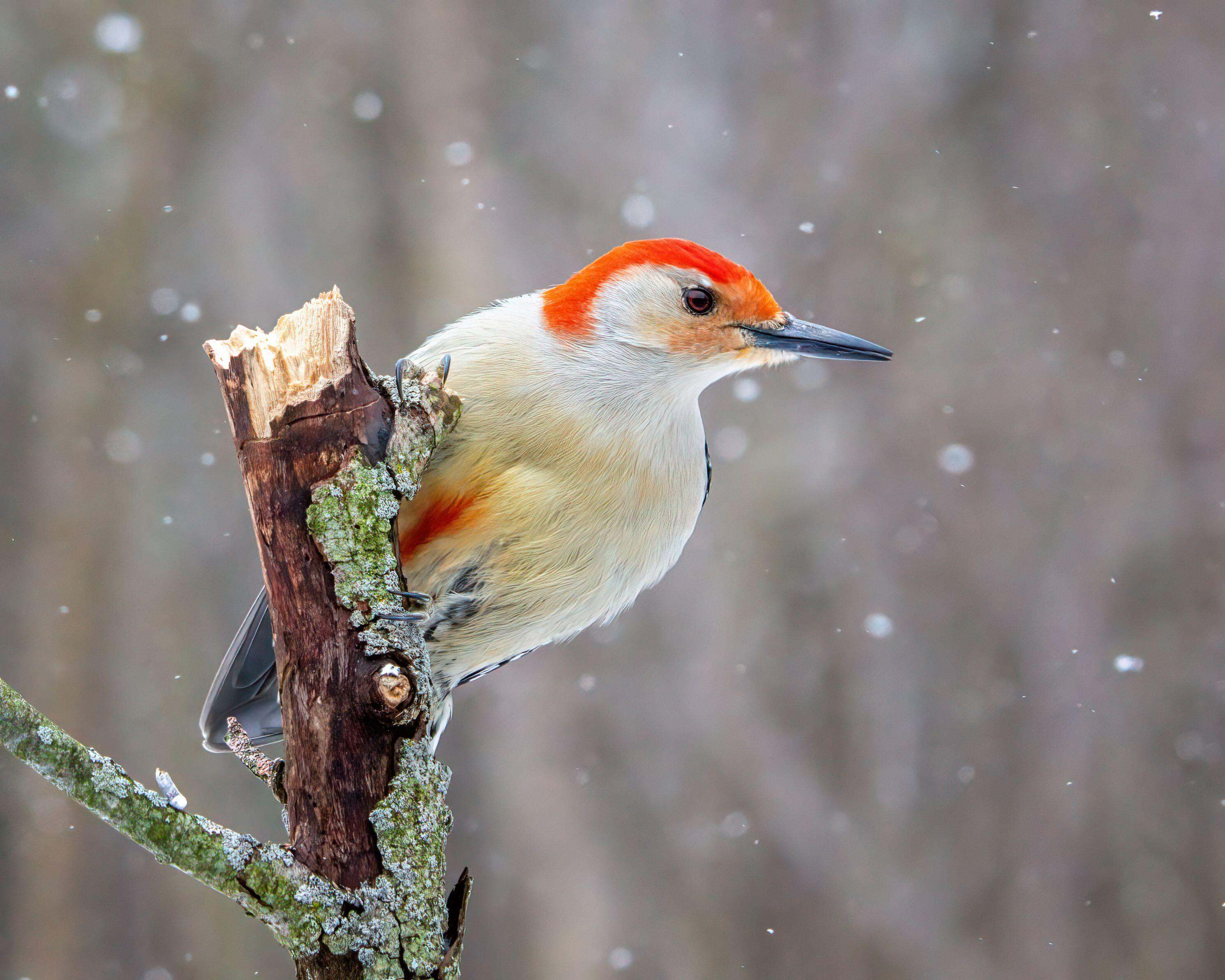 A male red-bellied woodpecker sitting on a broken, lichen-covered branch amid falling snow. 