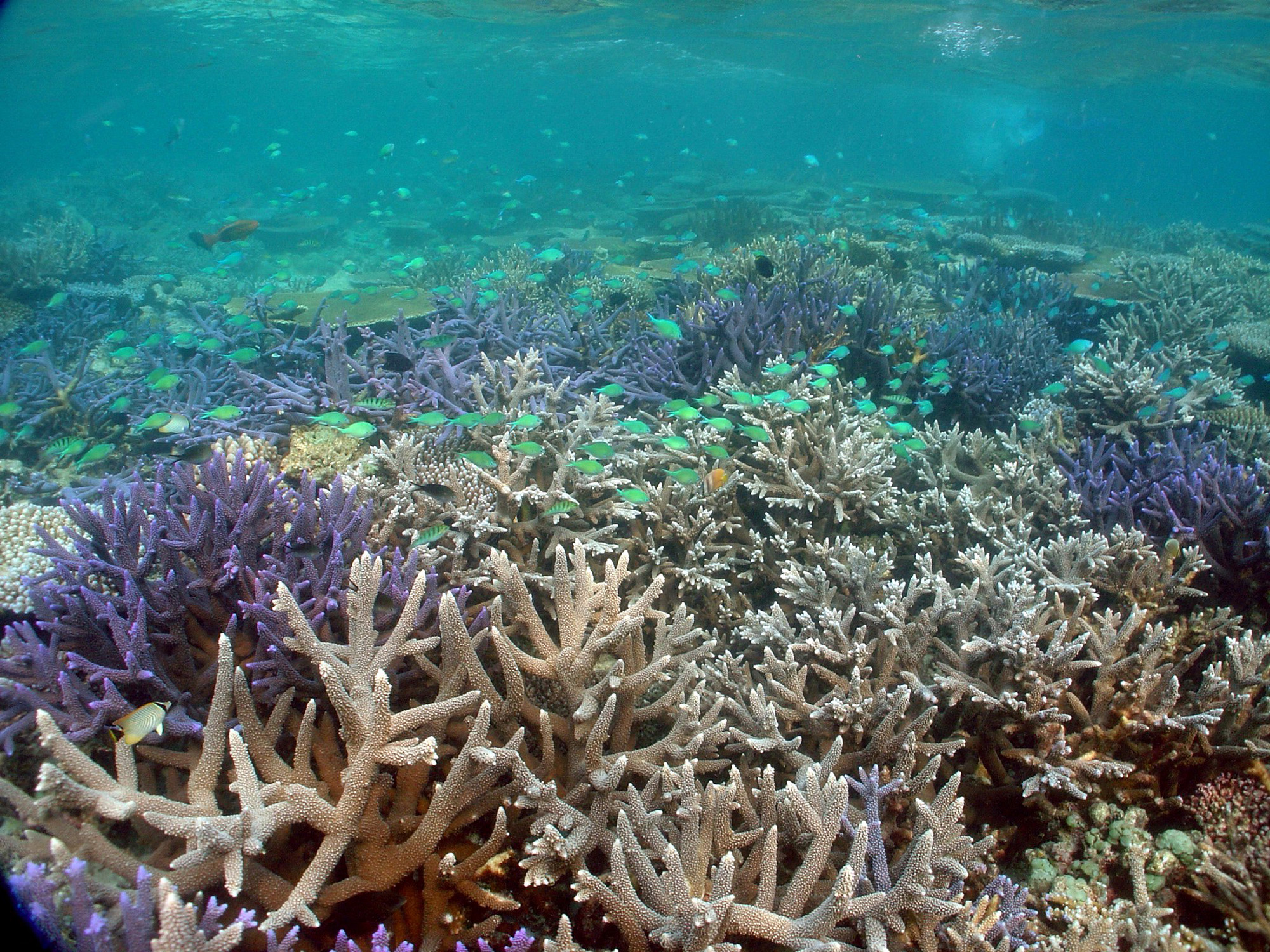 Underwater view of coral reefs in Palau.