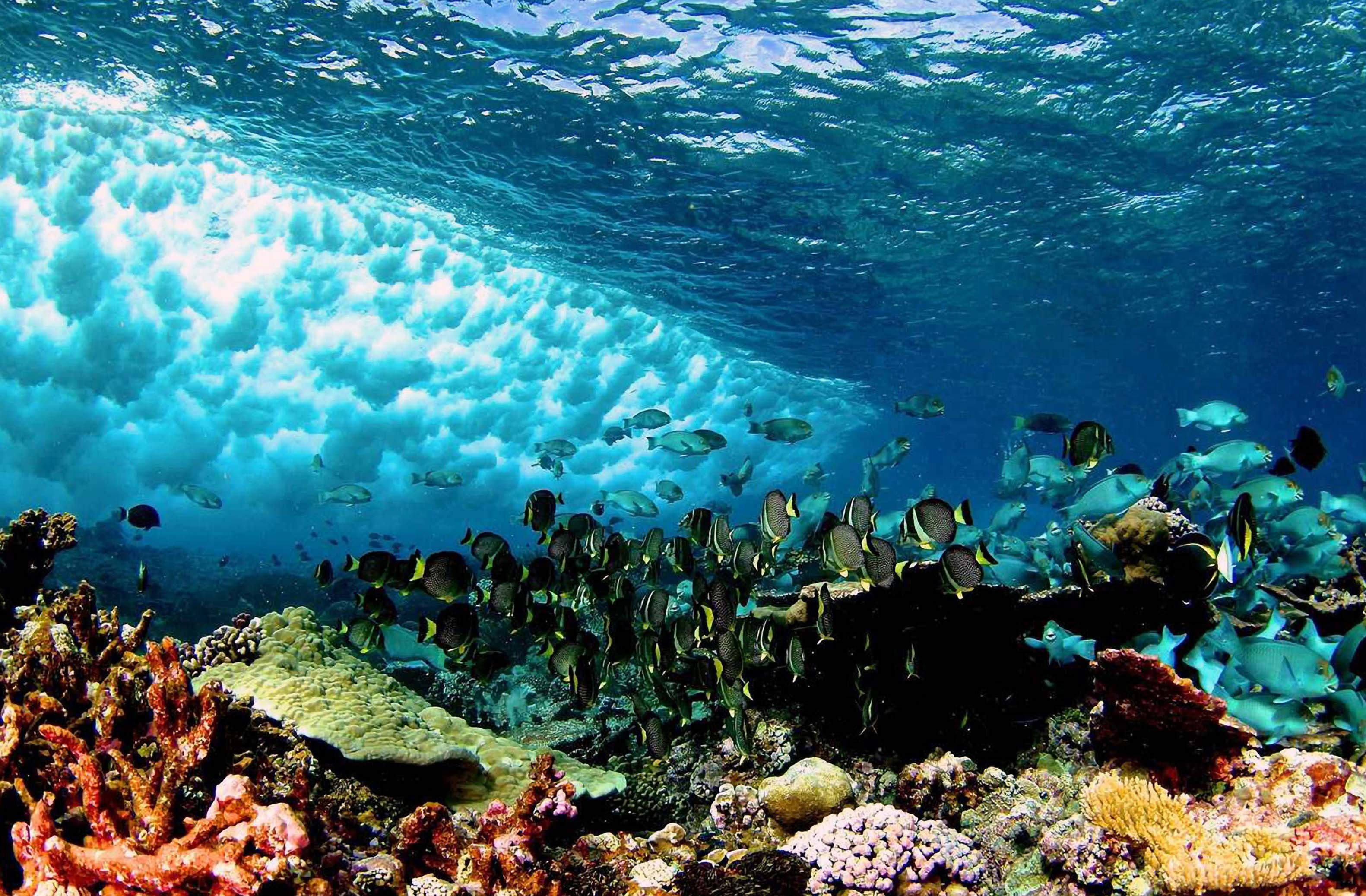 Underwater waves on reef at Palmyra.