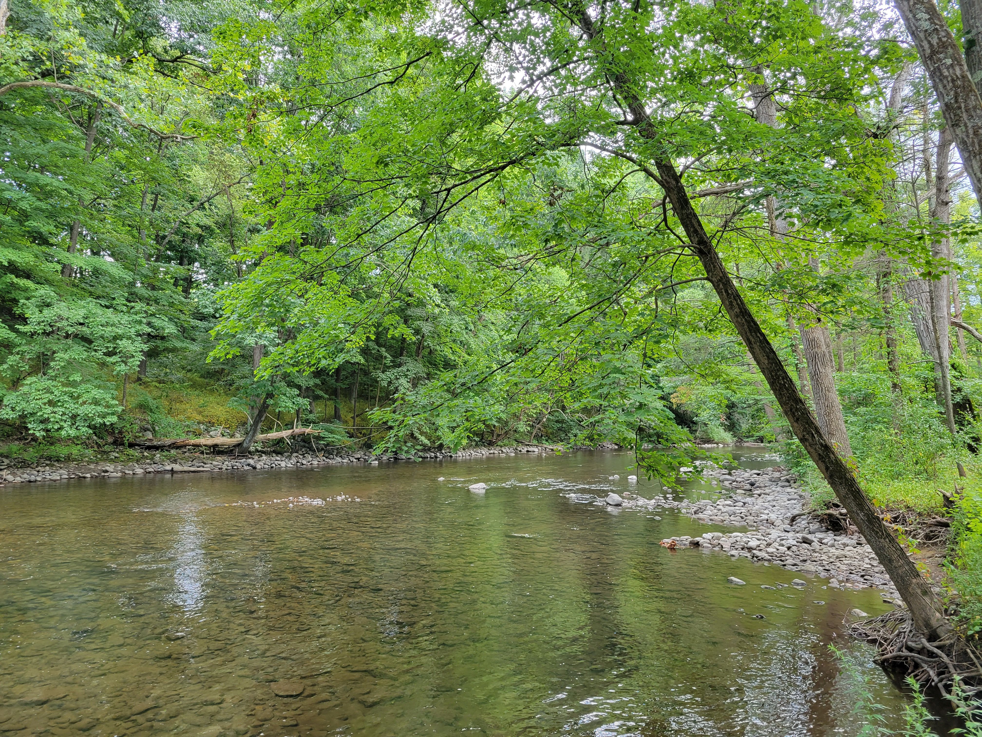 A wide river flows next to heavily forested banks.