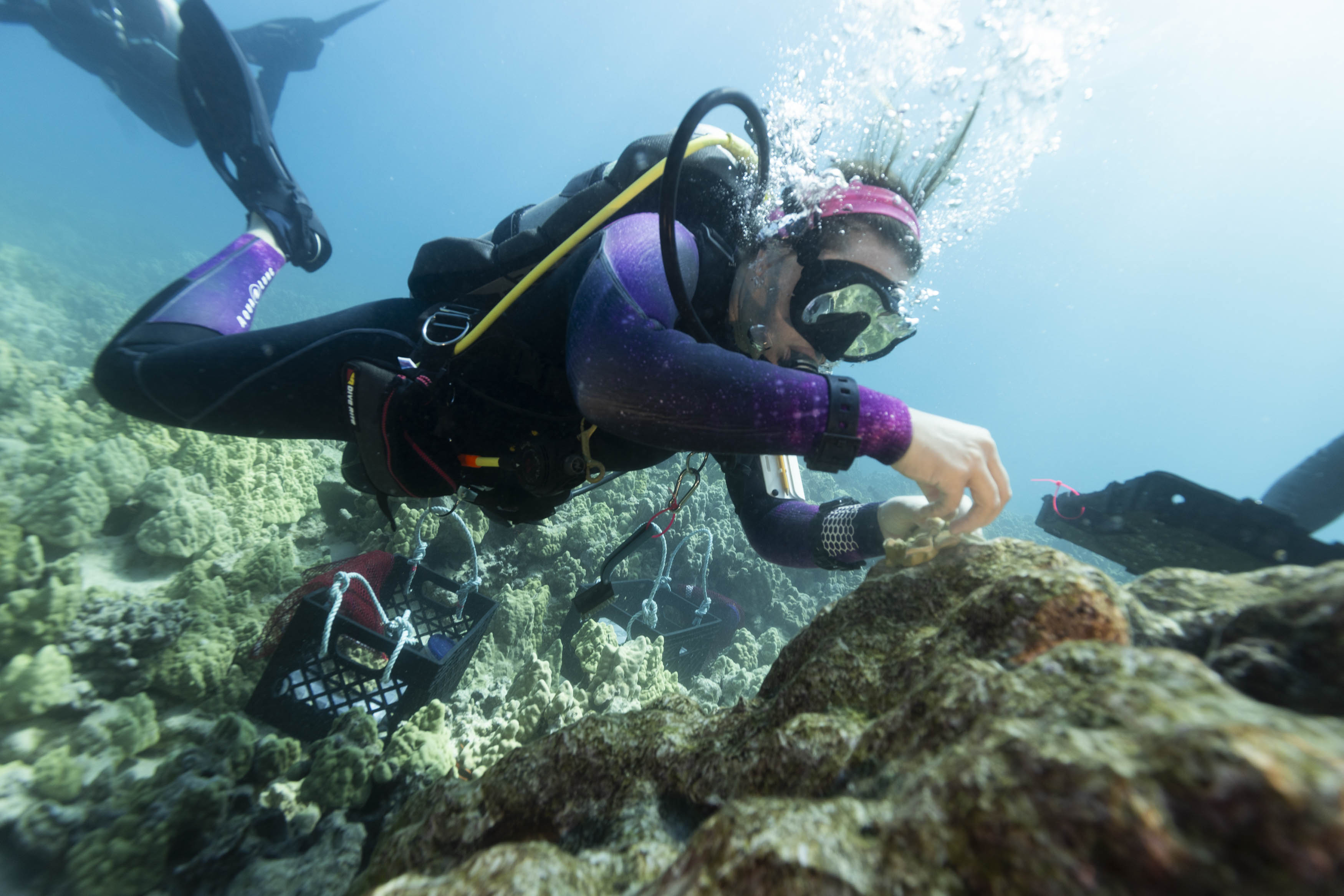 TNC marine project manager Julia Rose plants coral pieces in Kahuwai Bay coral restoration project.