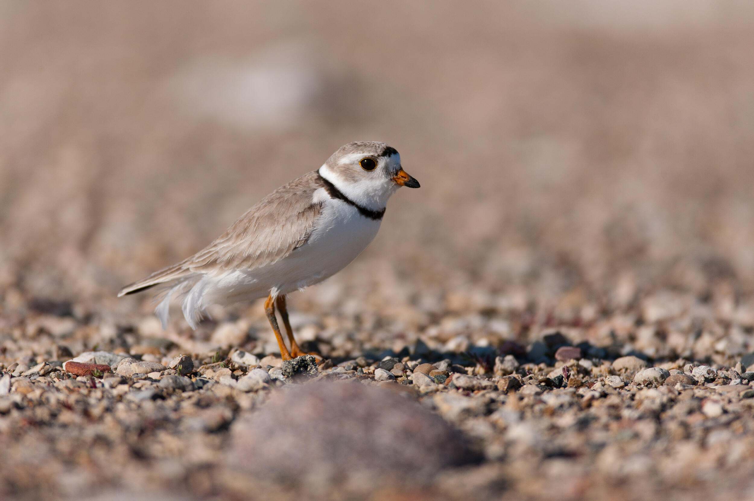 A black and white bird, with a brown neck and head, has a long black beak.