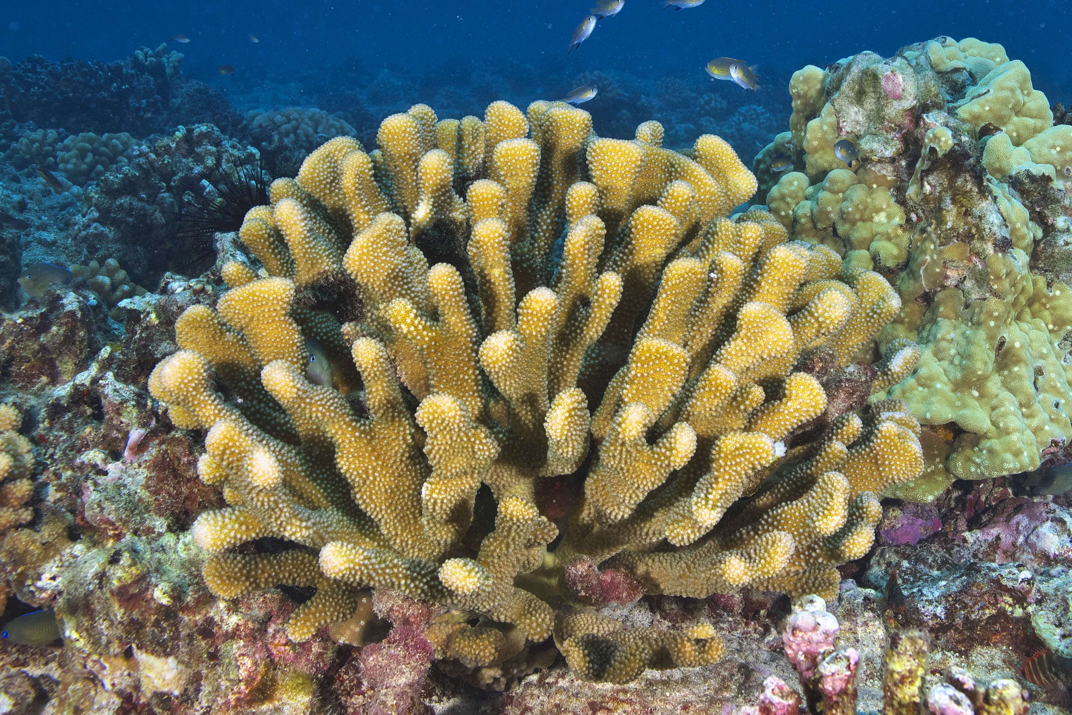 Underwater view of antler coral.