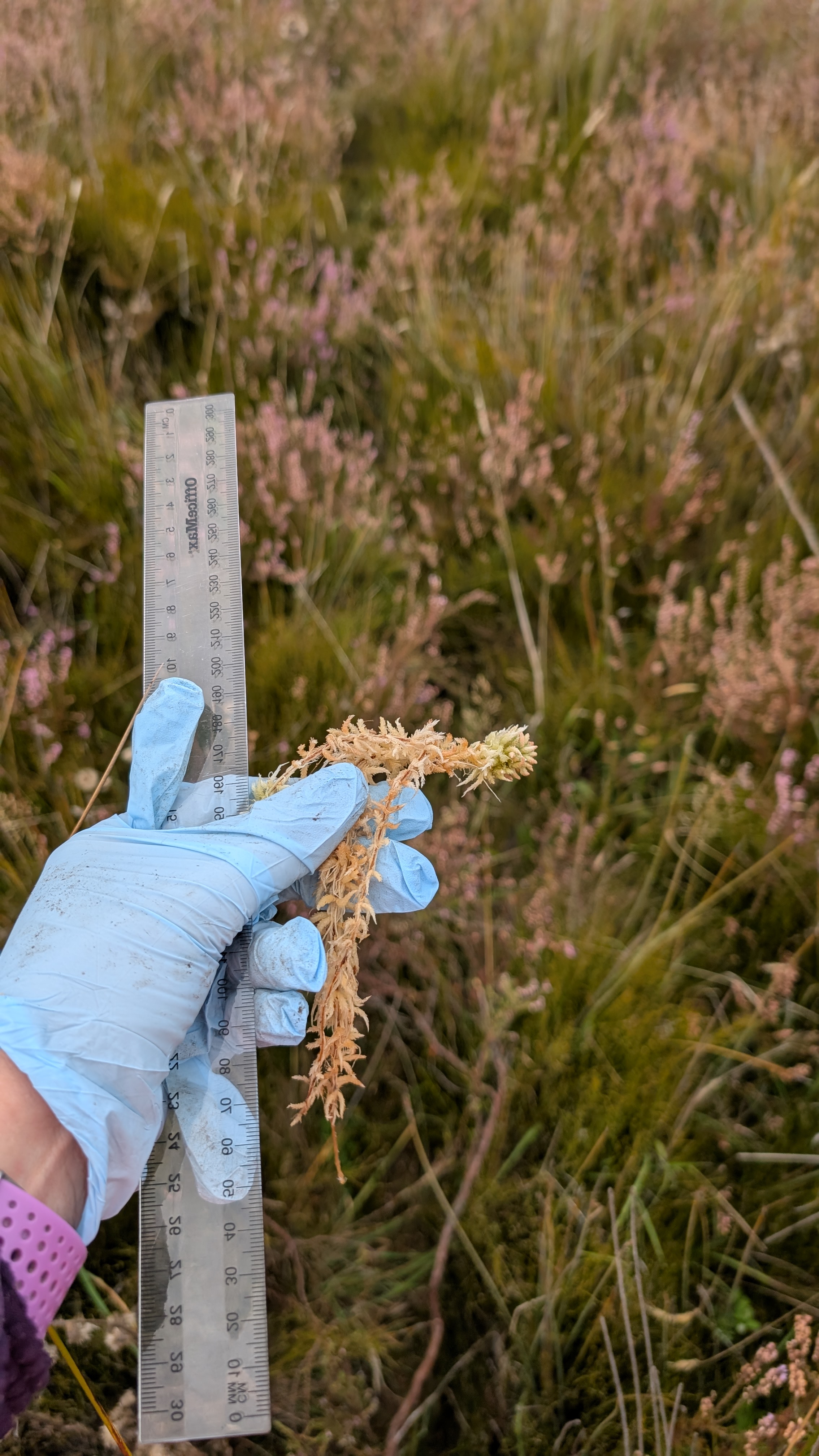 A hand holds a fragment of moss next to a ruler.