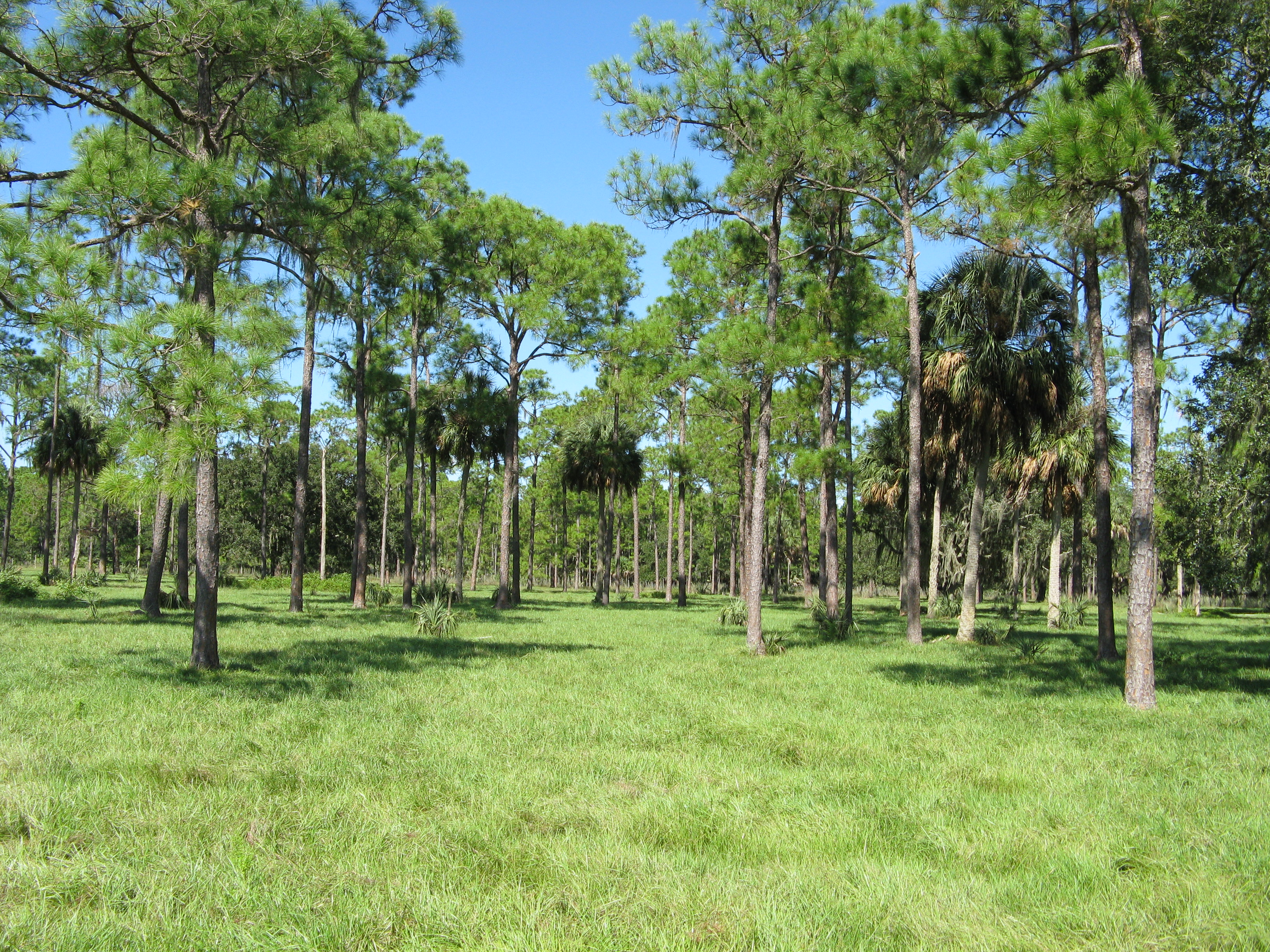 A green, palm and pine laden pasture.