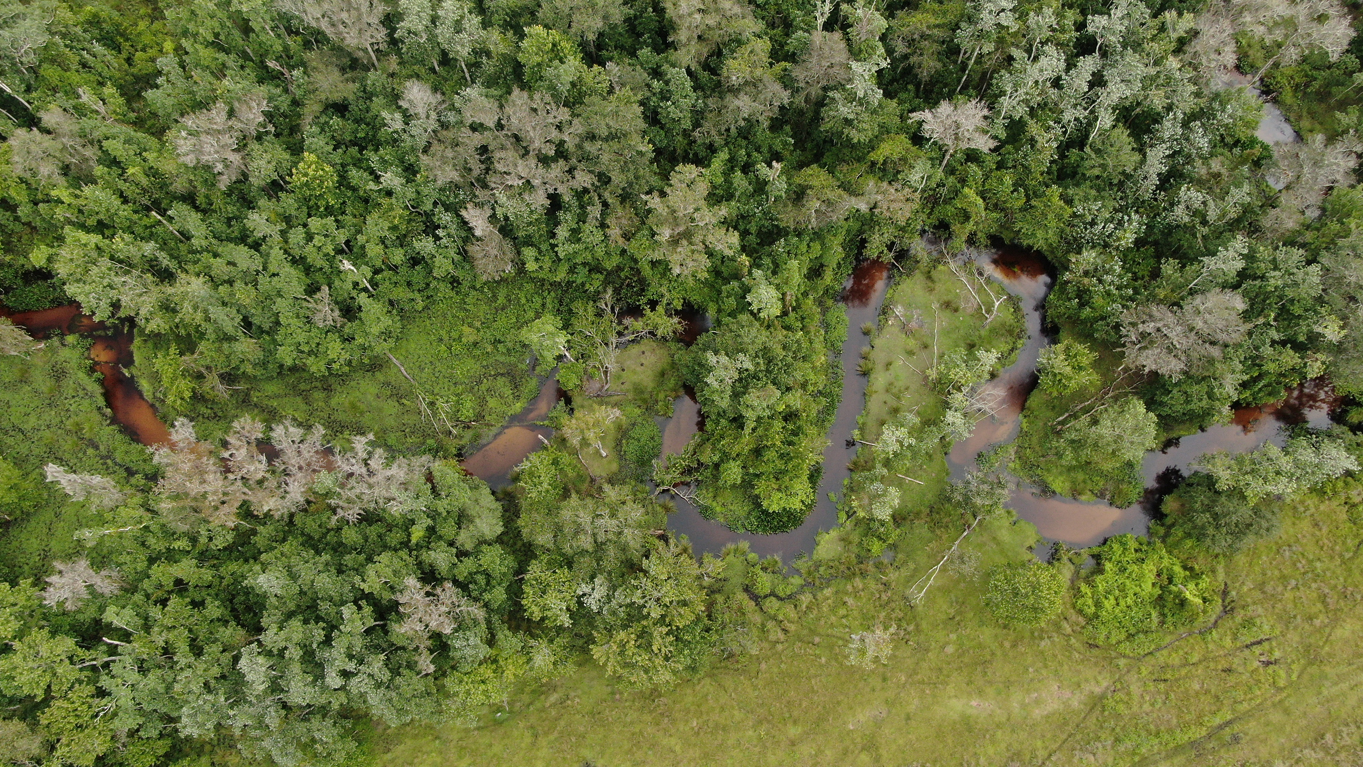 A brown, tannic creek winds through dense forest. Aerial image.